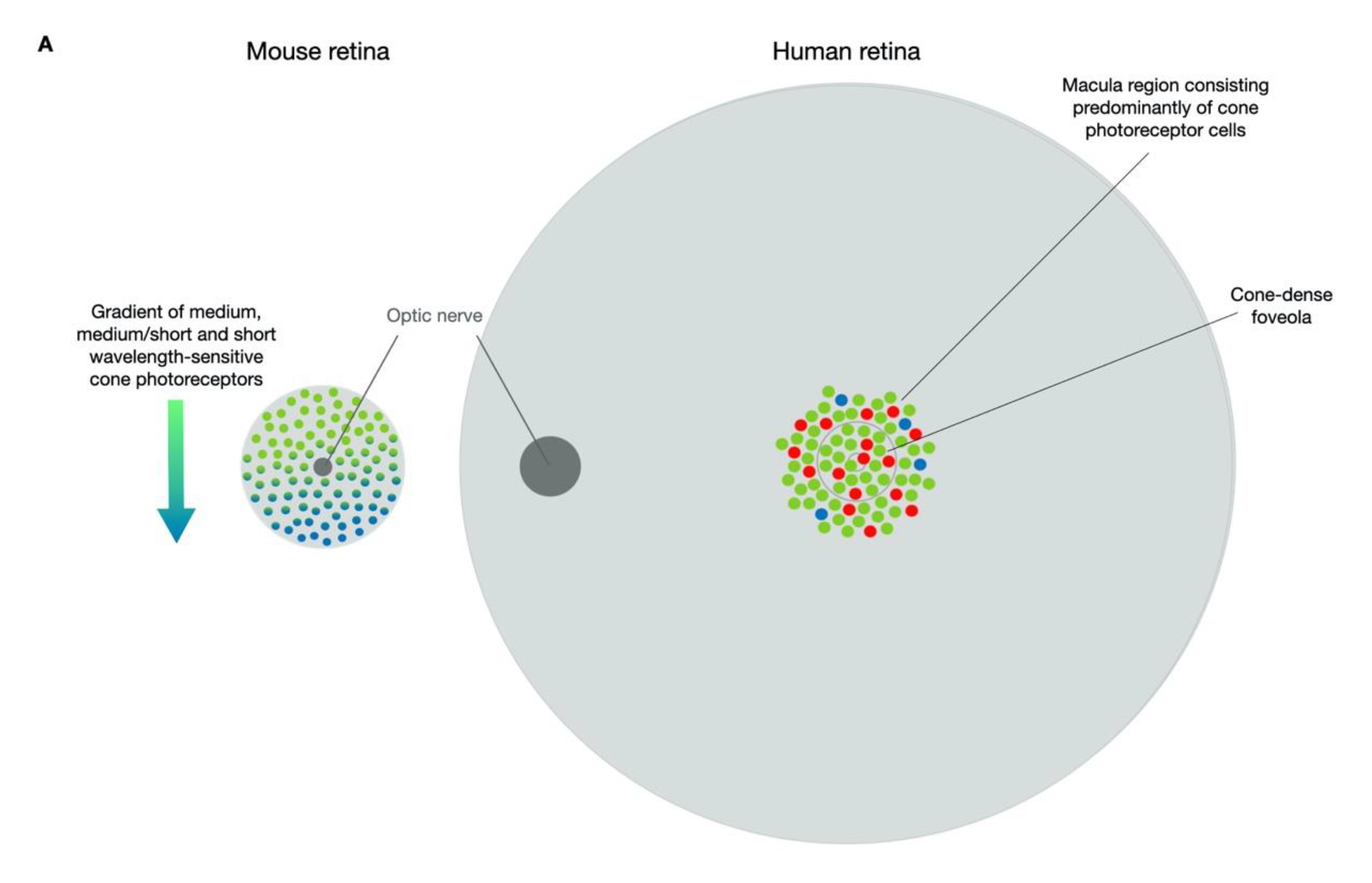 Biomolecules 11 01179 g001a