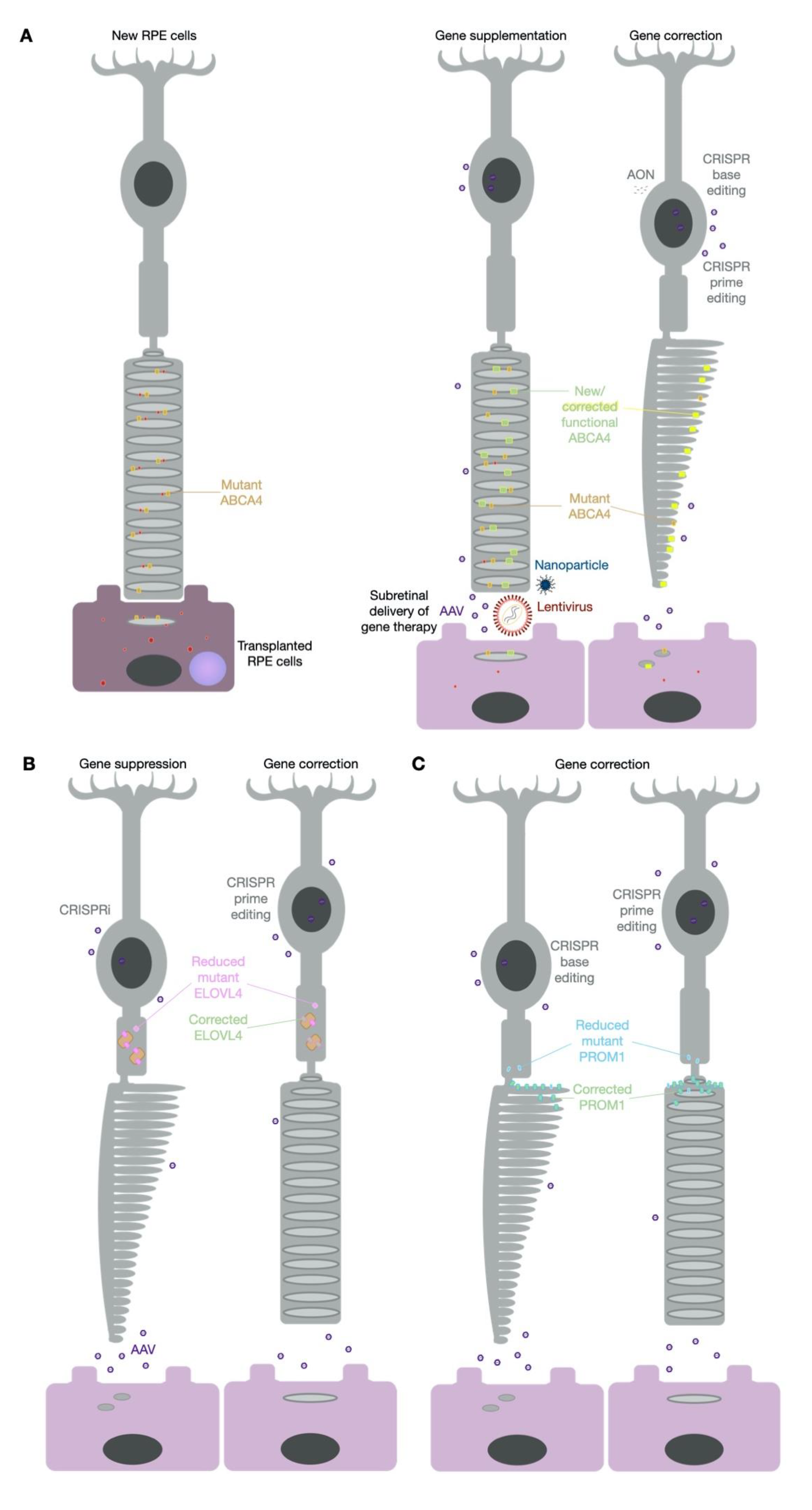 Biomolecules 11 01179 g003