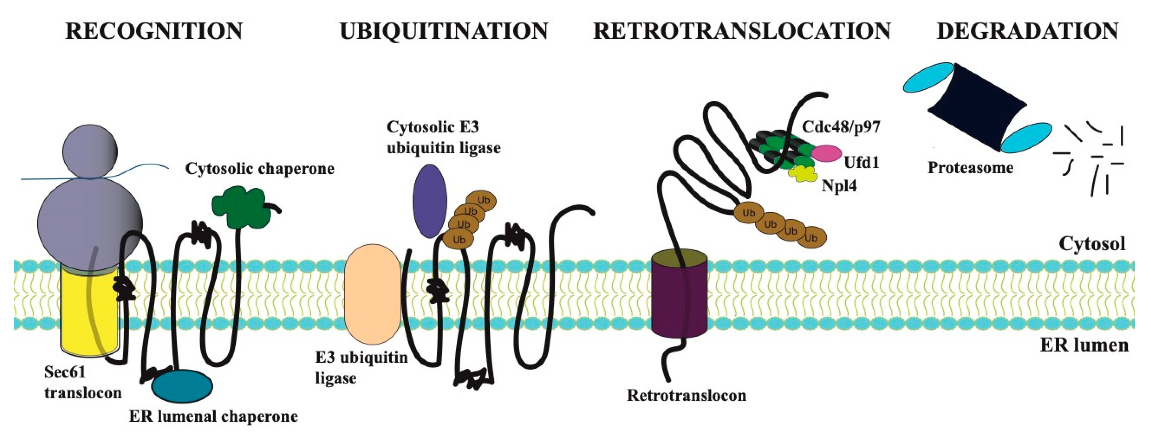 Biomolecules 11 01185 g001