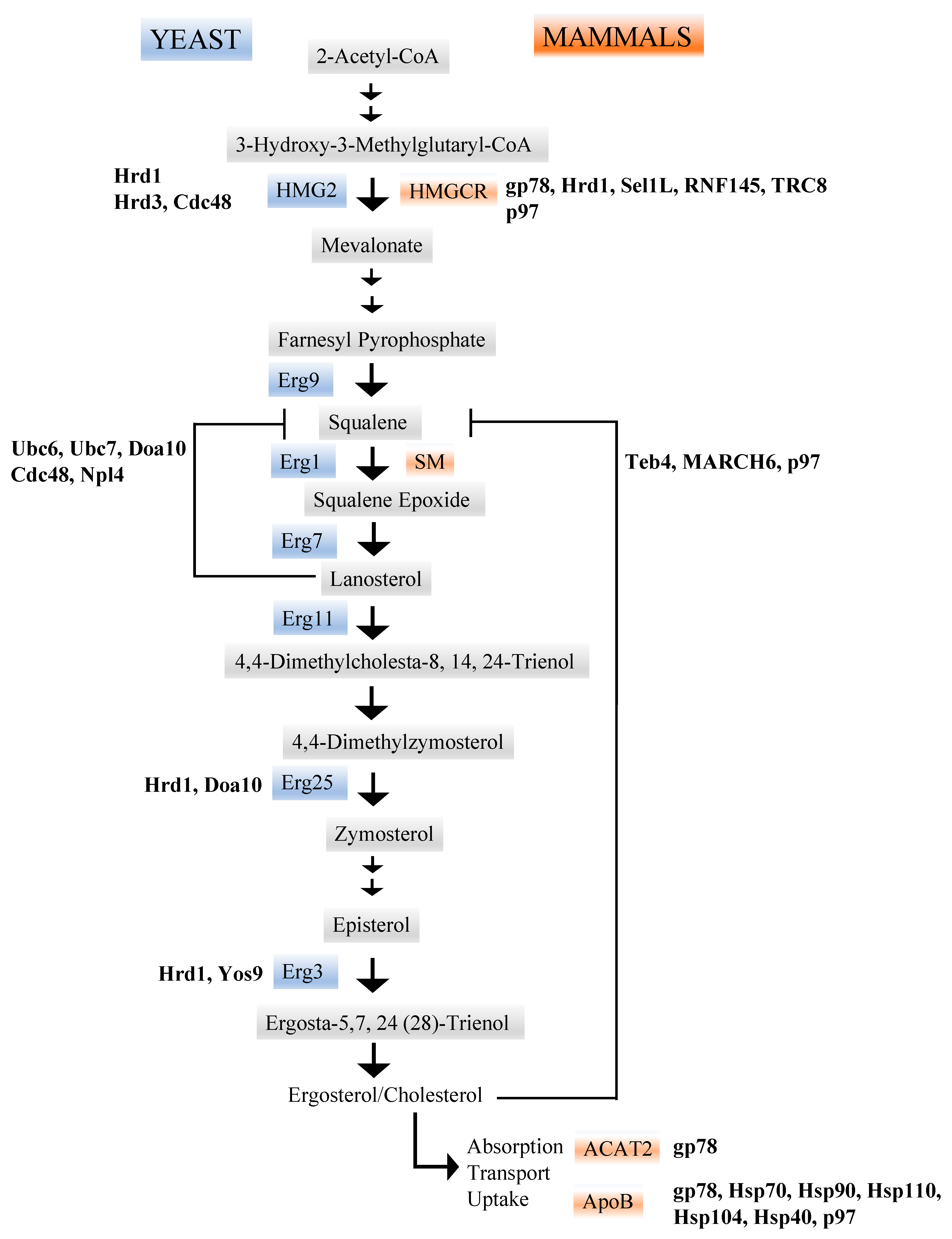 Biomolecules 11 01185 g002