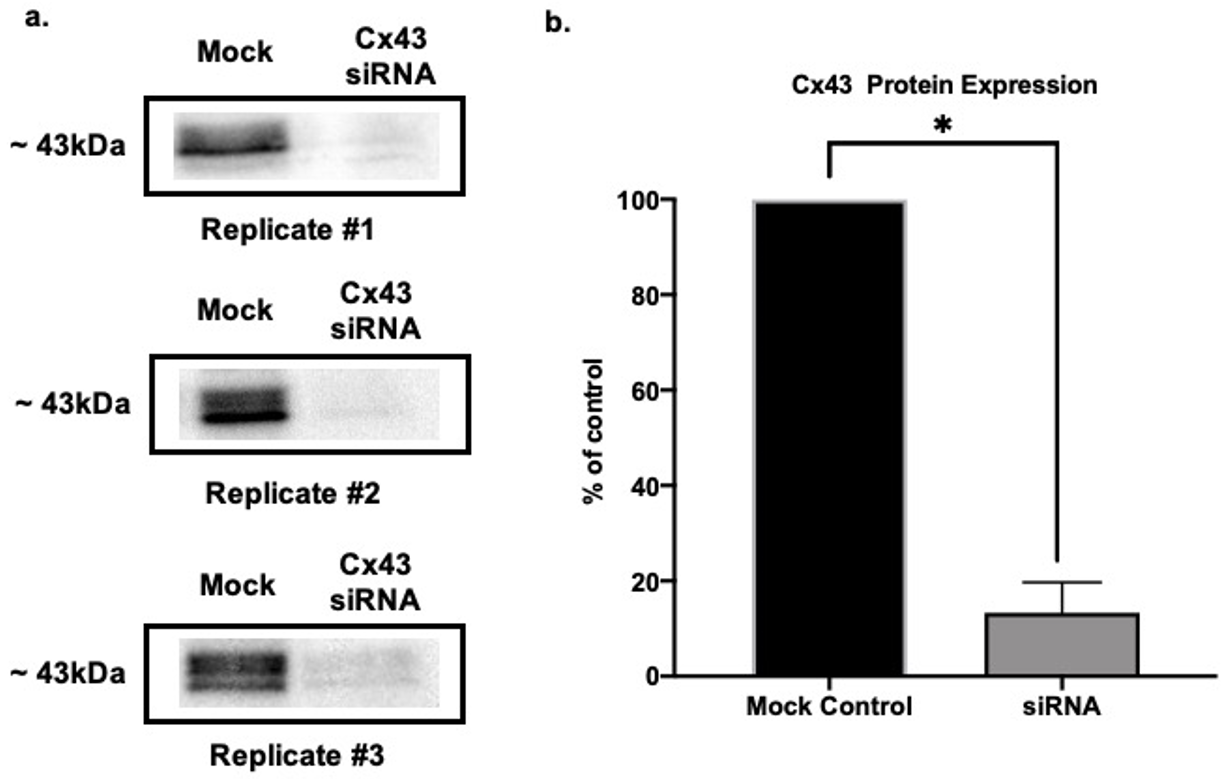 Biomolecules 11 01187 g001