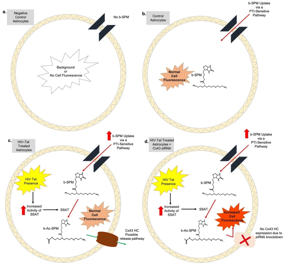 Biomolecules 11 01187 g006