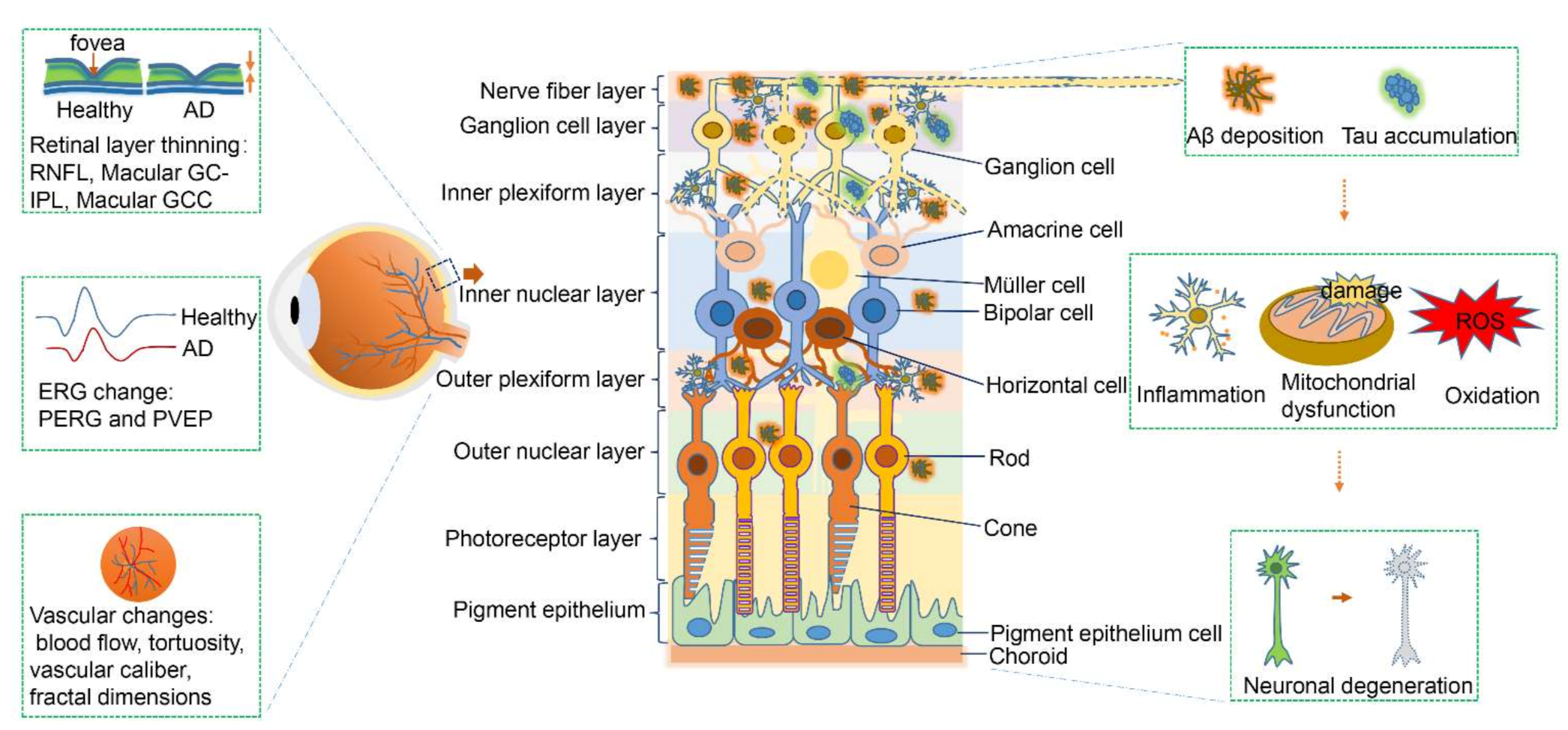 Biomolecules 11 01215 g001