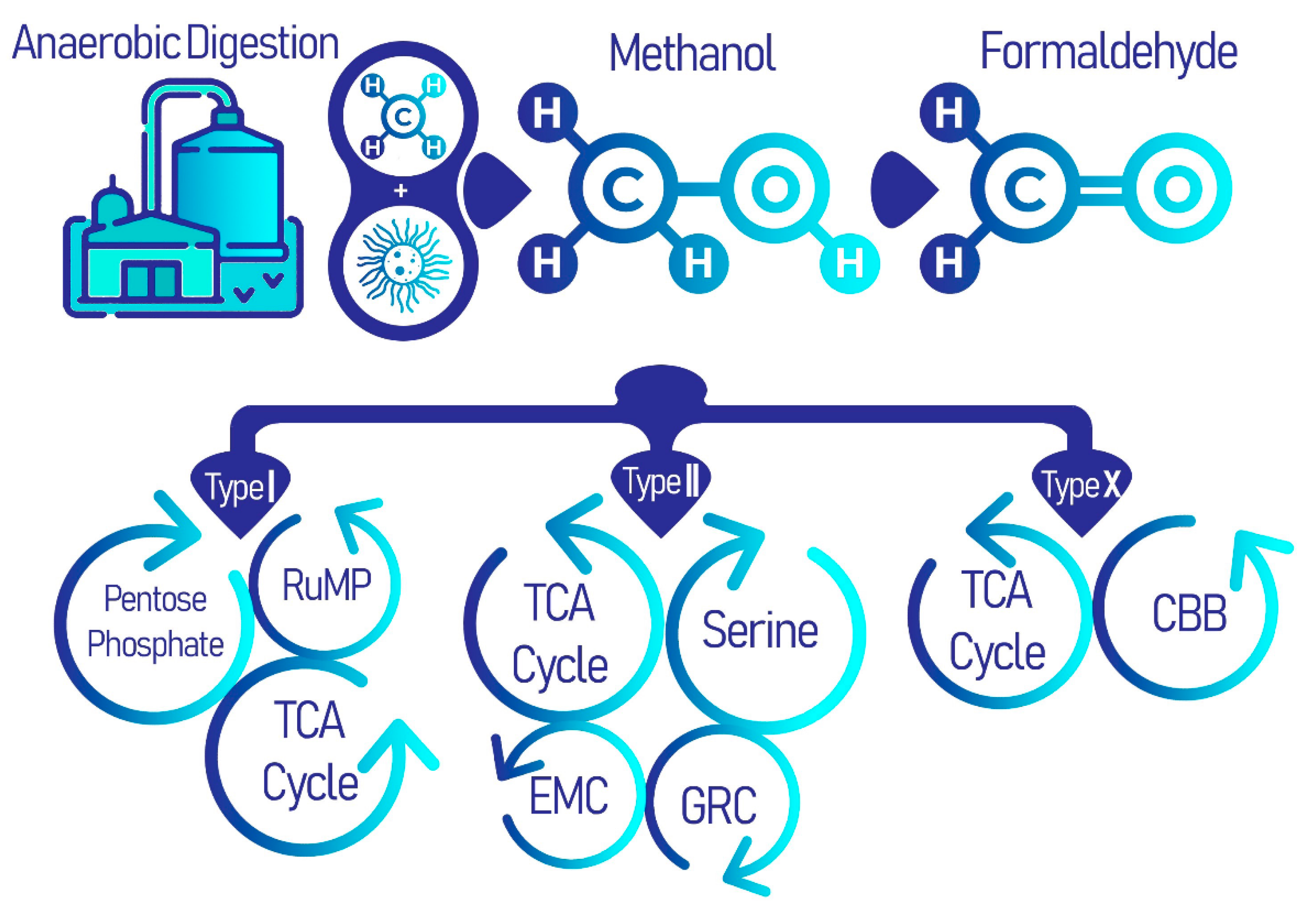 Biomolecules 11 01217 g001