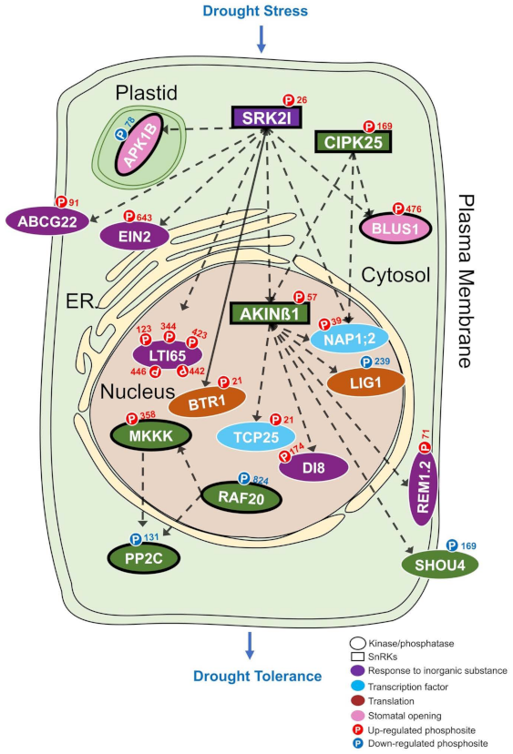 Biomolecules 11 01218 g006