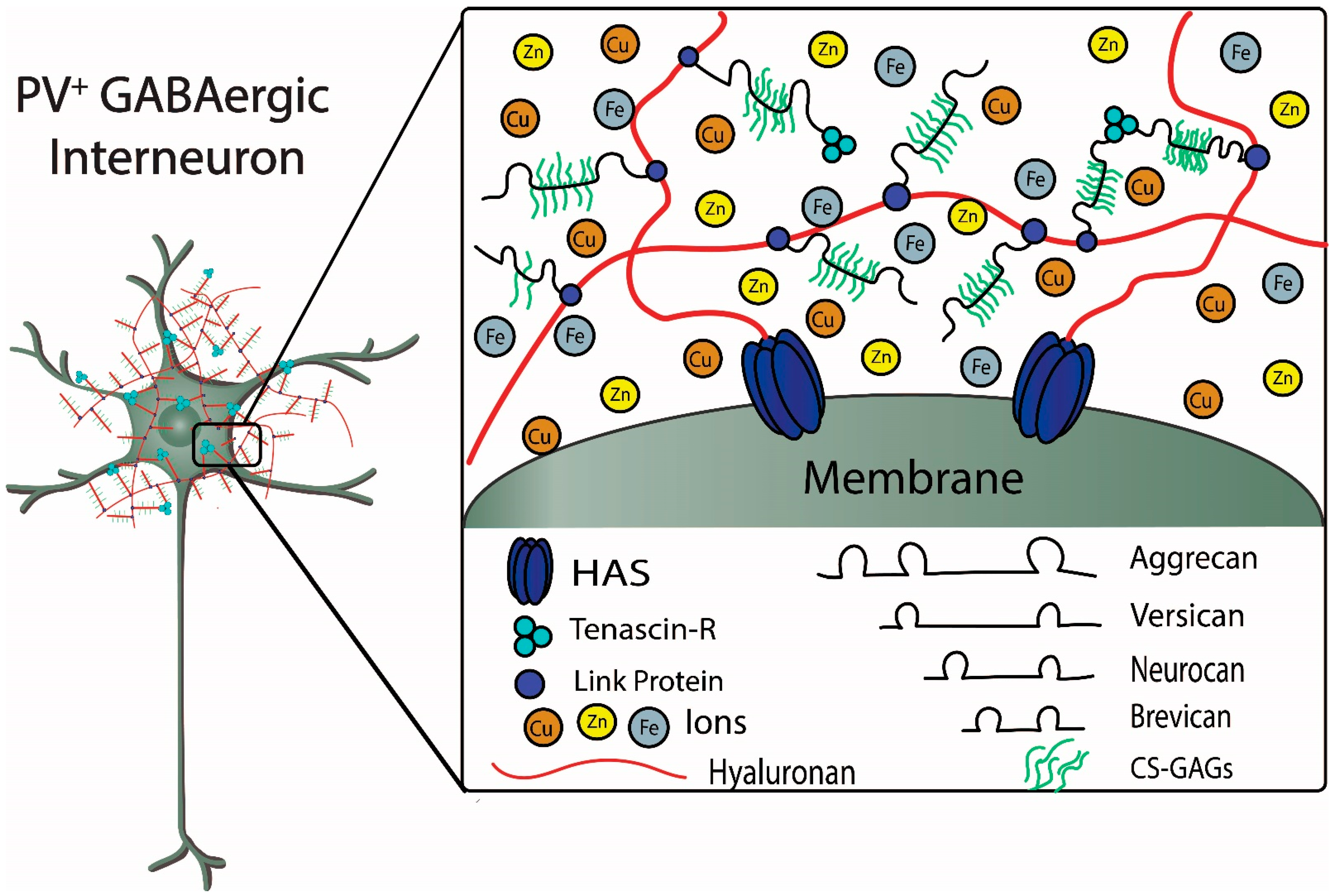 Biomolecules 11 01235 g002 Biomolecules 11 01235 g002