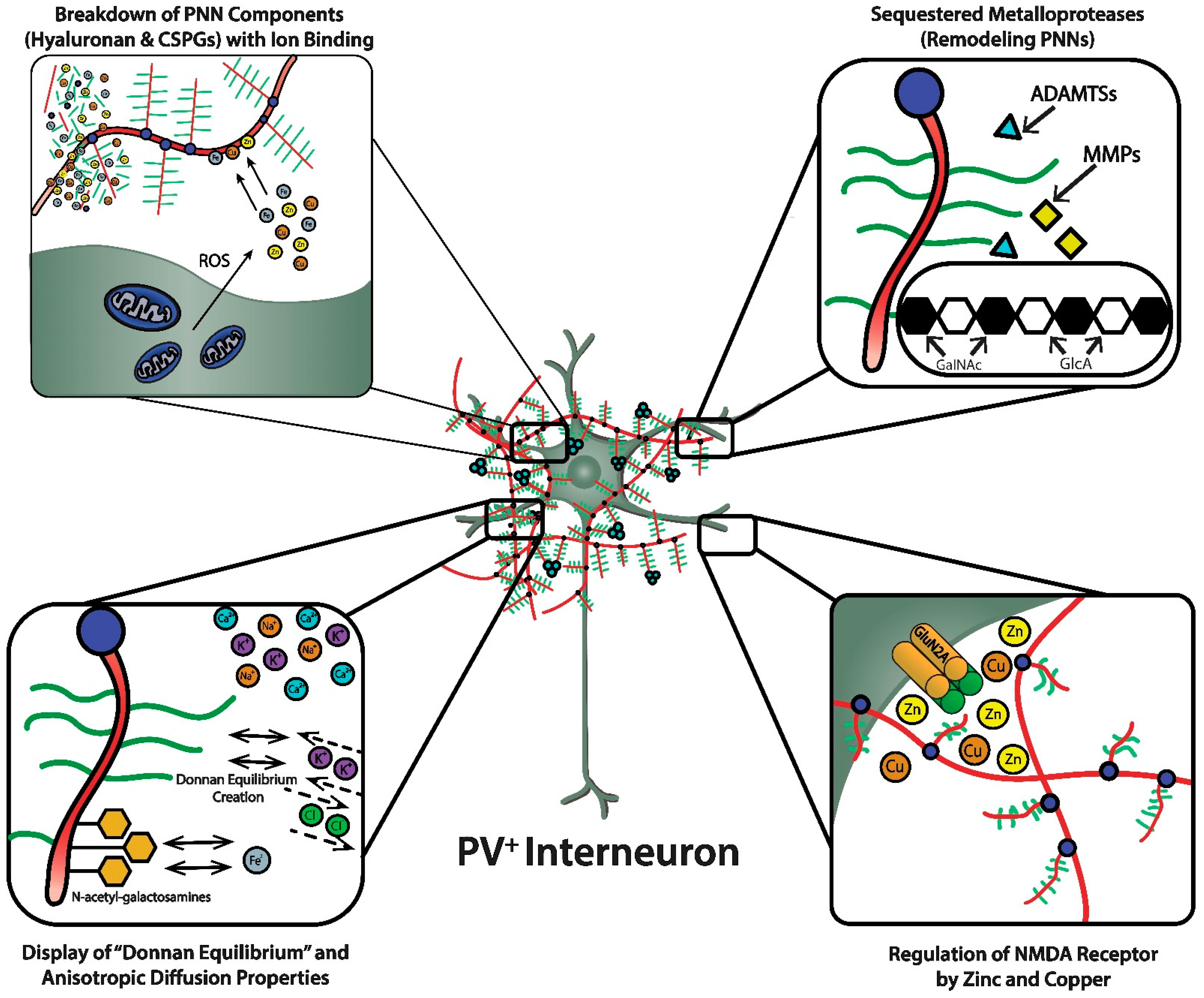 Biomolecules 11 01235 g003 Biomolecules 11 01235 g003