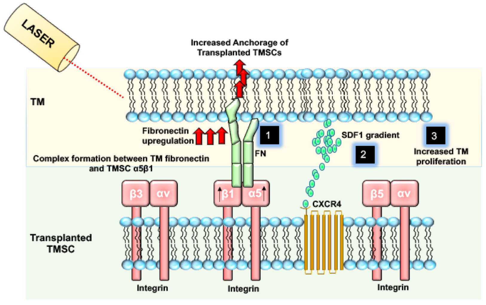Biomolecules 11 01258 g002