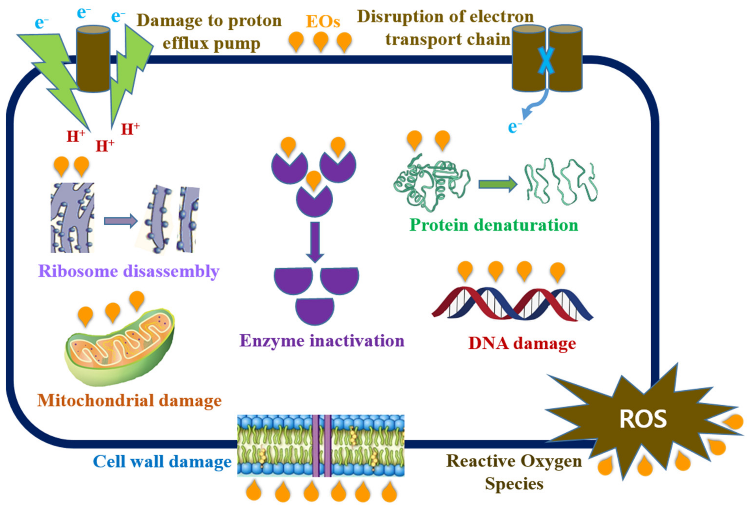 Biomolecules 11 01267 g003 Biomolecules 11 01267 g003