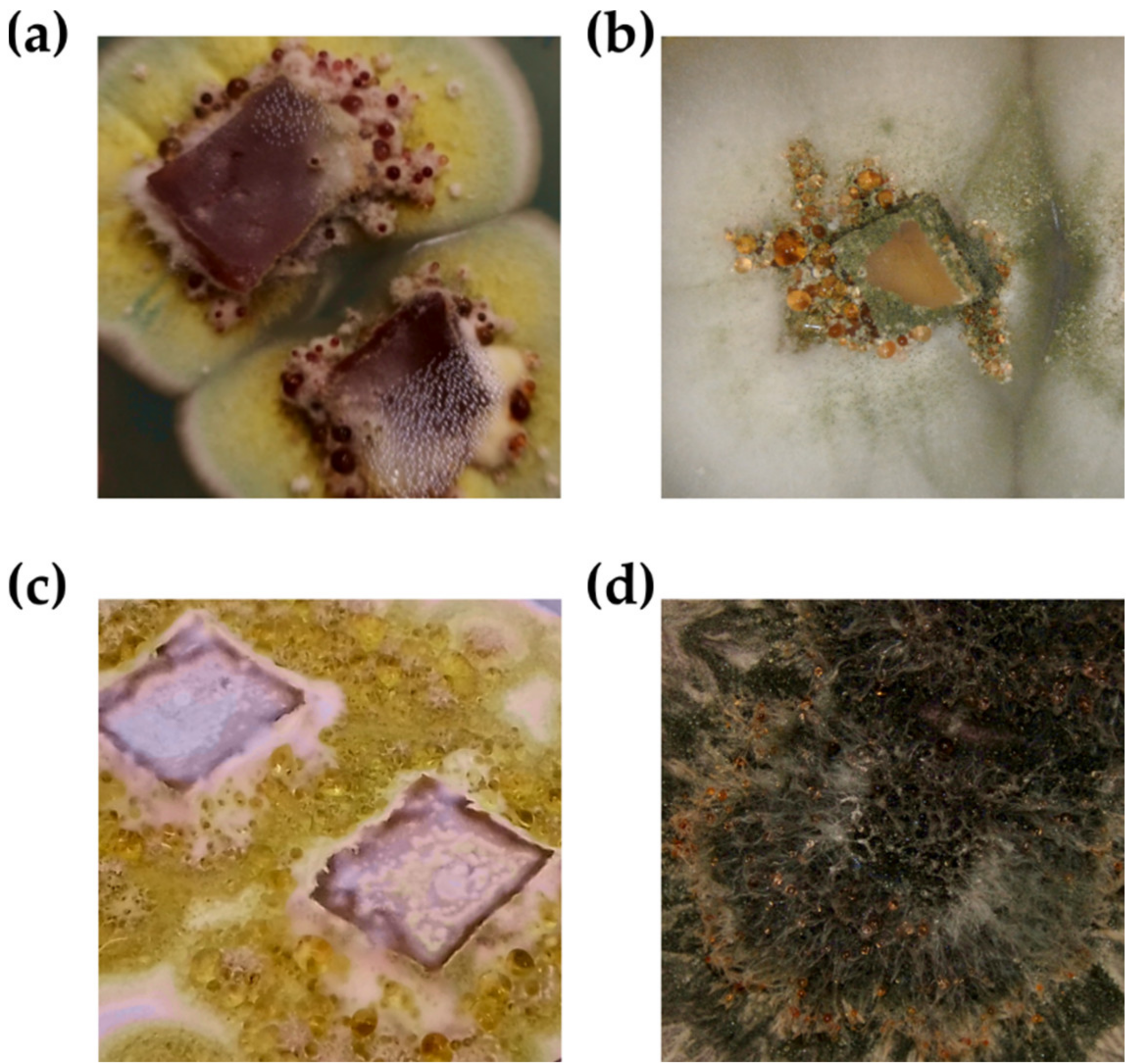Biomolecules 11 01270 g001