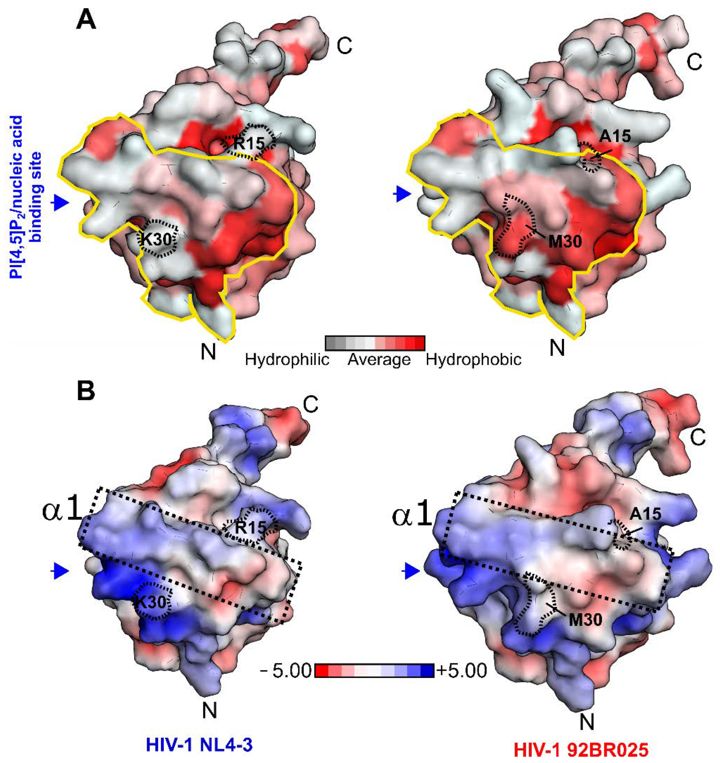 Biomolecules 11 01294 g004