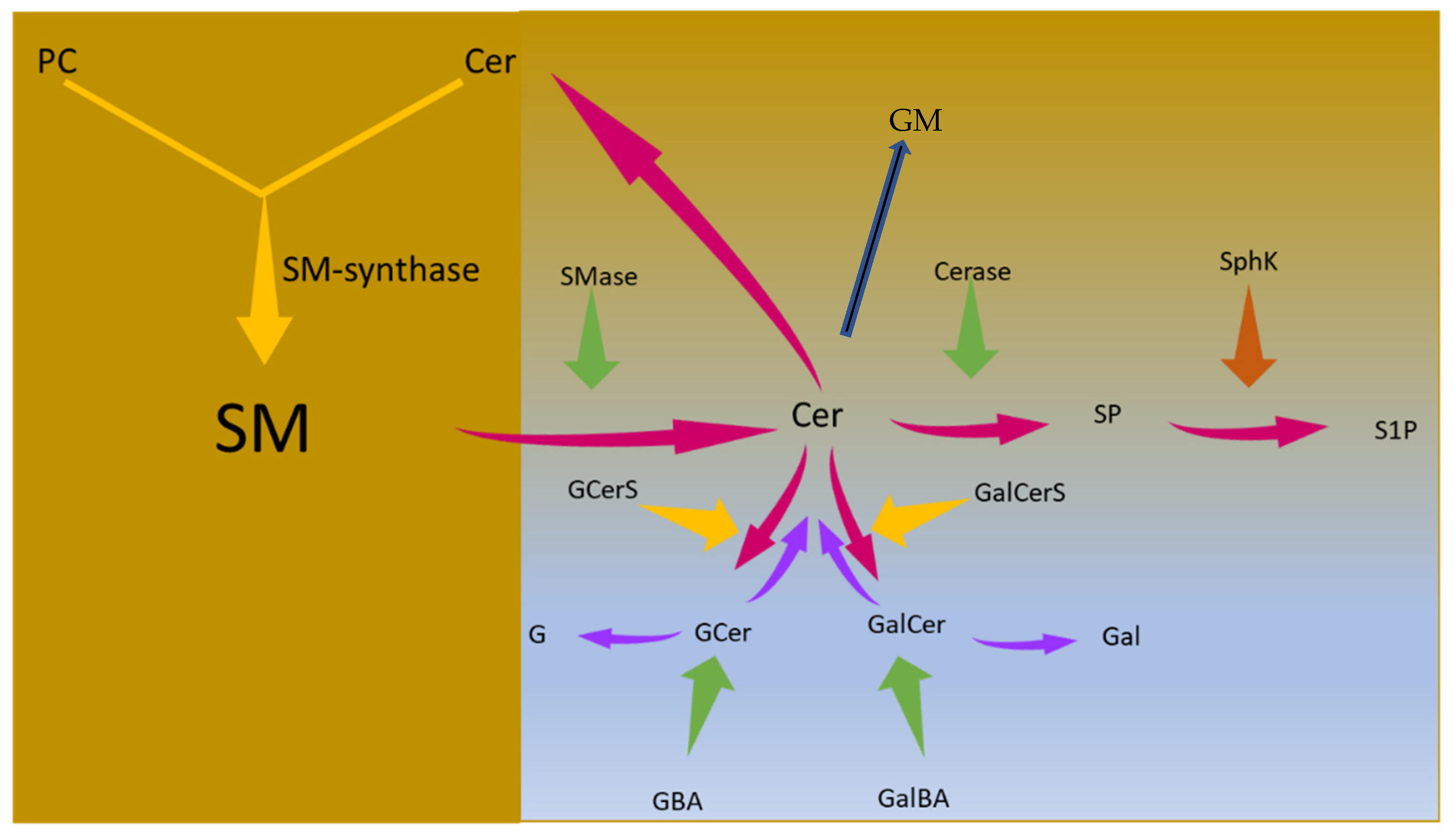 Biomolecules 11 01311 g001 Biomolecules 11 01311 g001