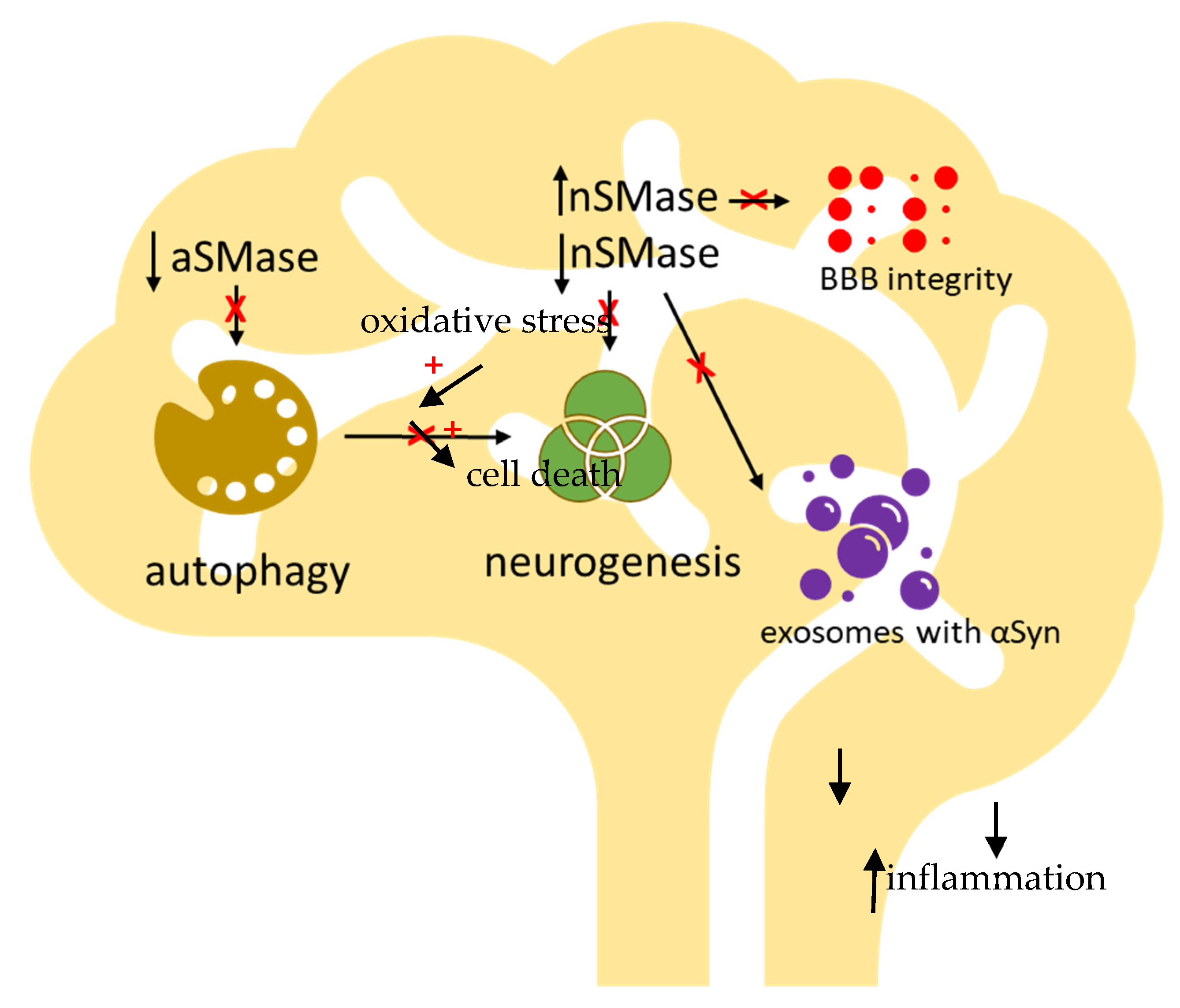 Biomolecules 11 01311 g003 Biomolecules 11 01311 g003