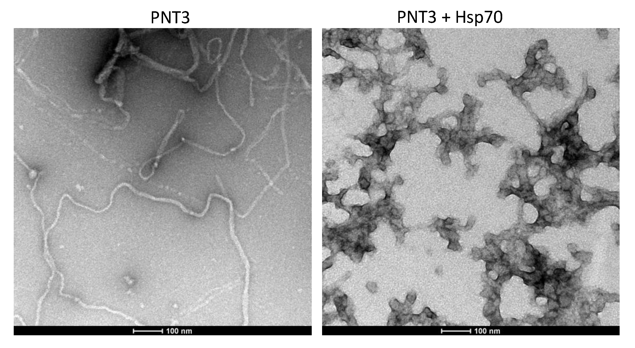 Biomolecules 11 01324 g010