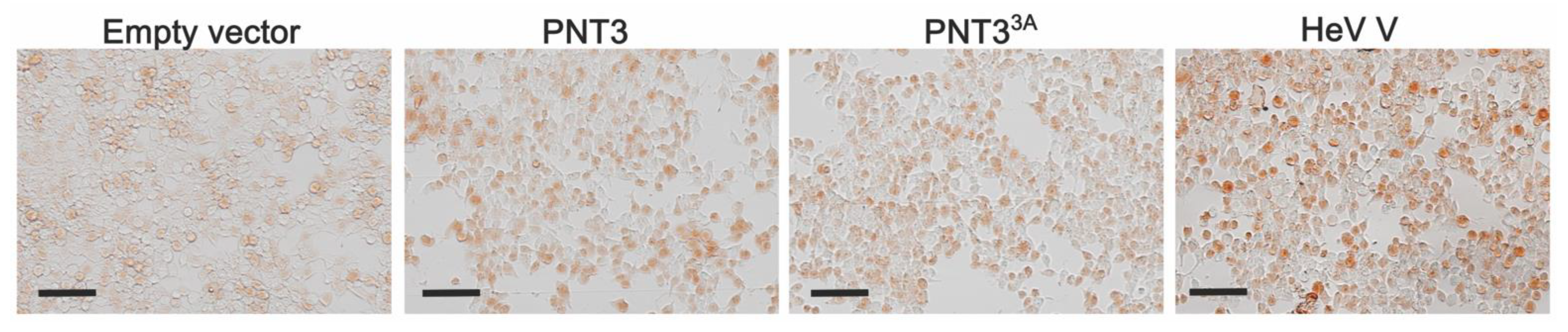 Biomolecules 11 01324 g011