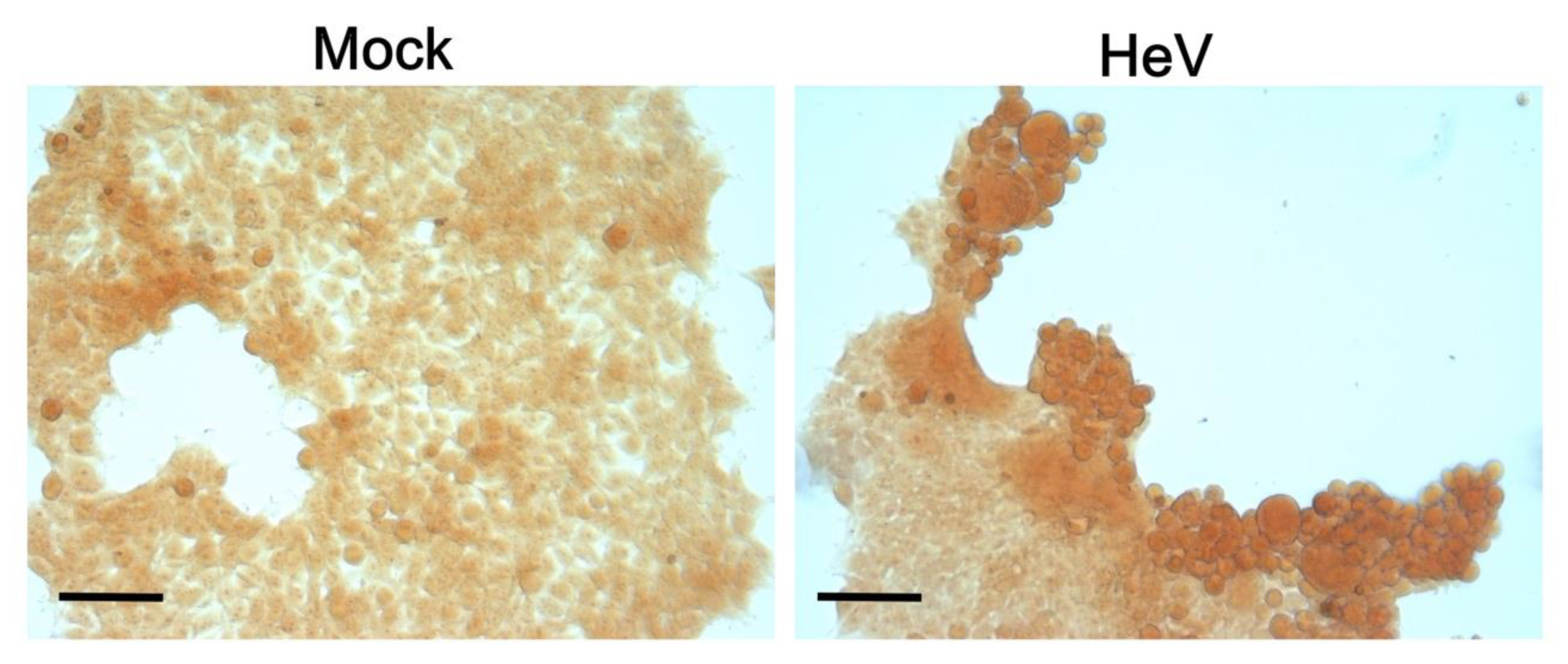 Biomolecules 11 01324 g012