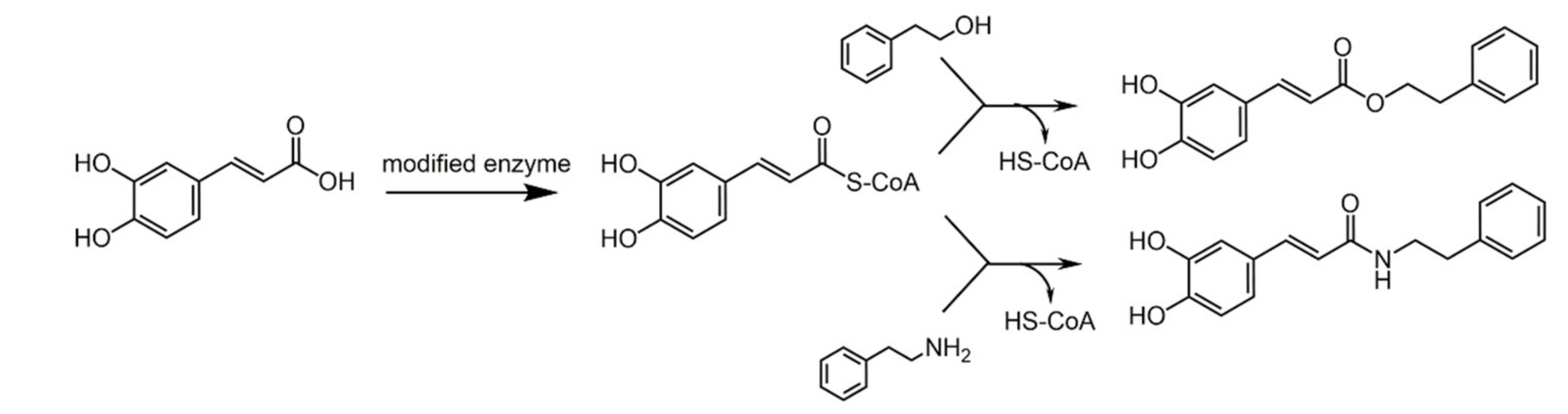 Biomolecules 11 01325 sch025