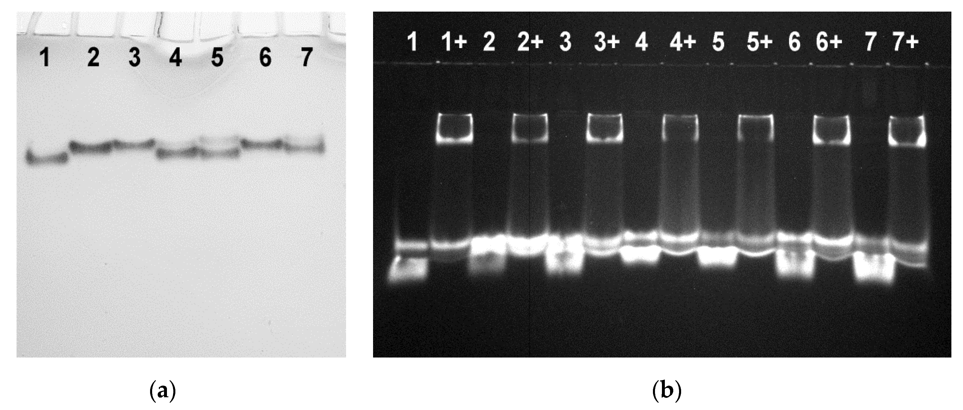 Biomolecules 11 01332 g003 Biomolecules 11 01332 g003