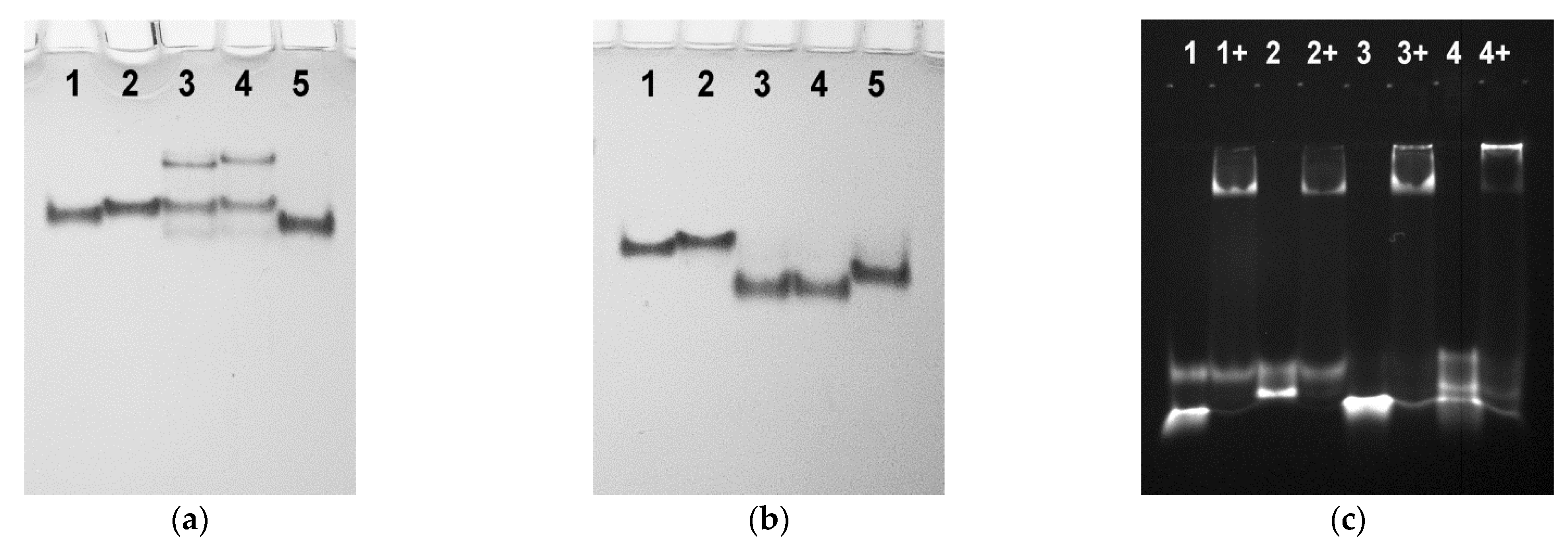 Biomolecules 11 01332 g005 Biomolecules 11 01332 g005