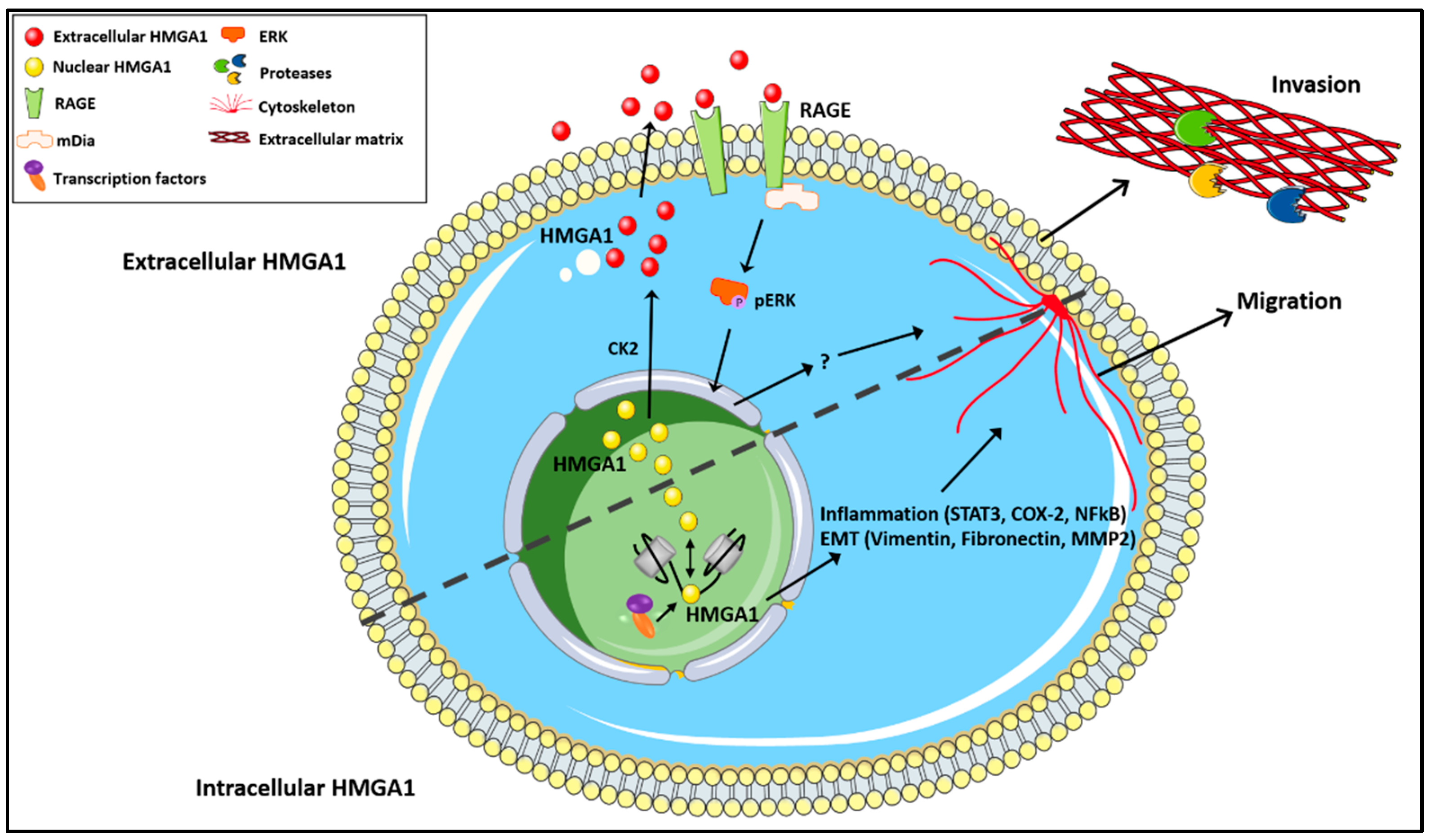 Biomolecules 11 01334 g001 Biomolecules 11 01334 g001