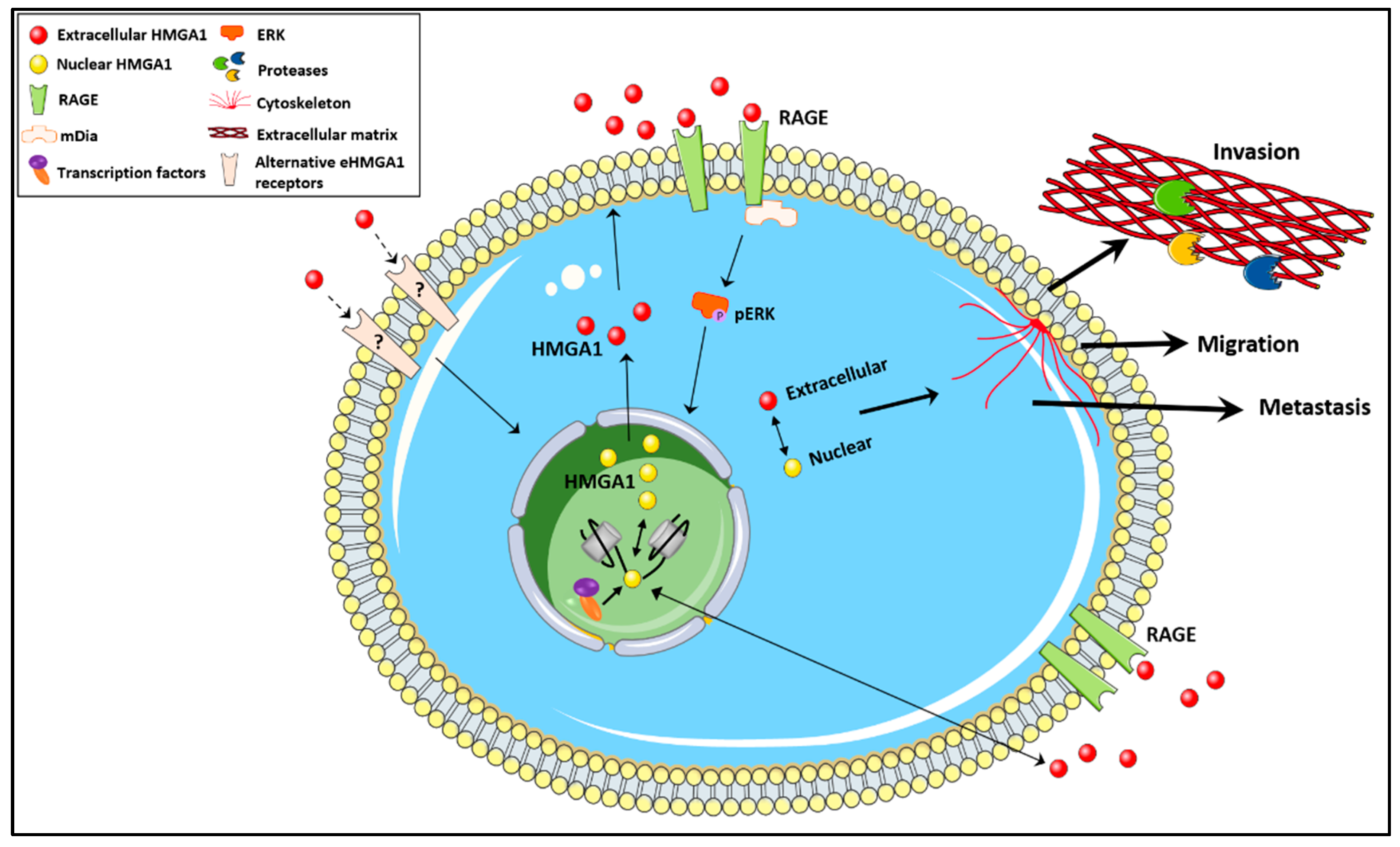 Biomolecules 11 01334 g002 Biomolecules 11 01334 g002