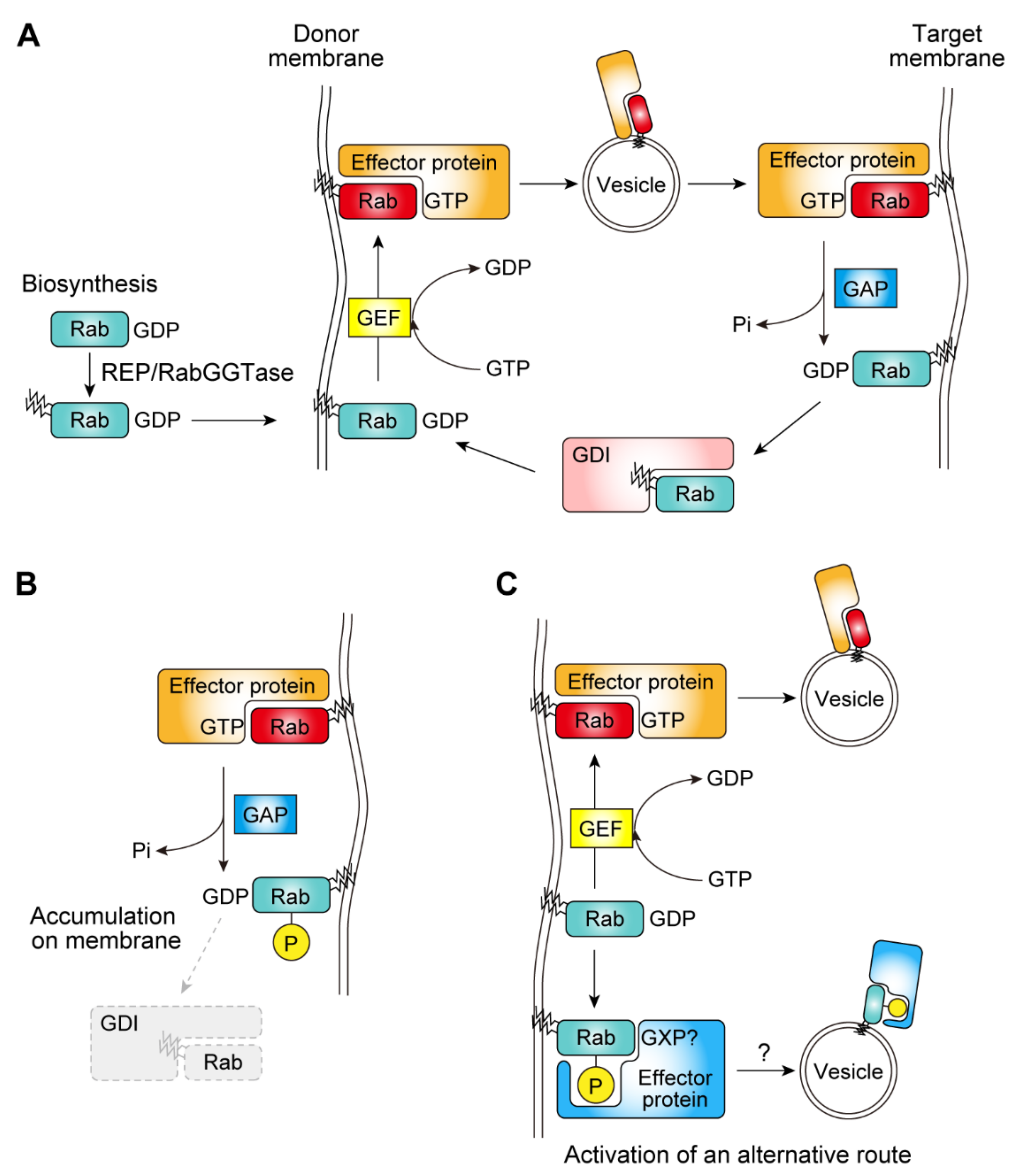 Biomolecules 11 01340 g001
