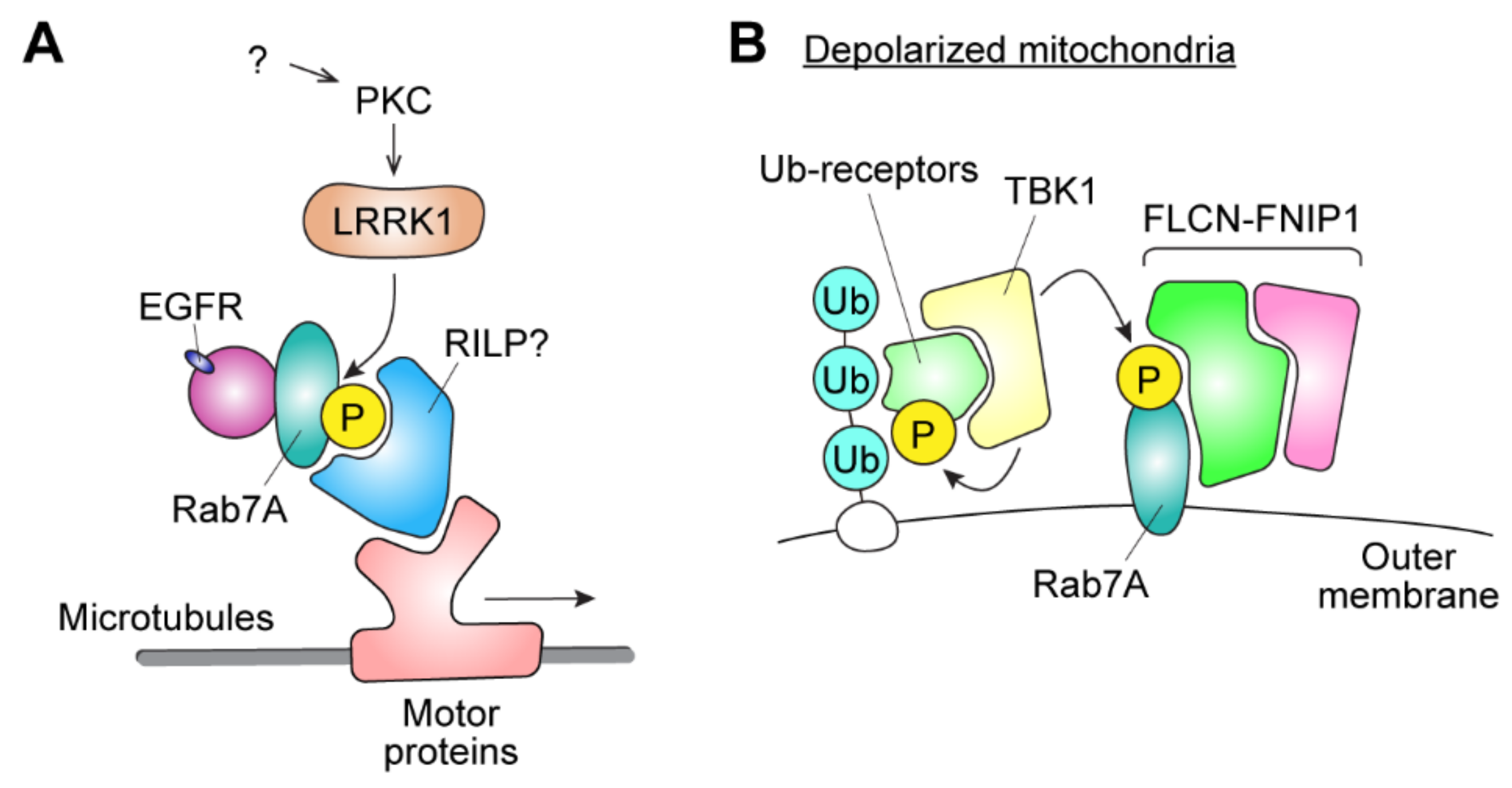 Biomolecules 11 01340 g004