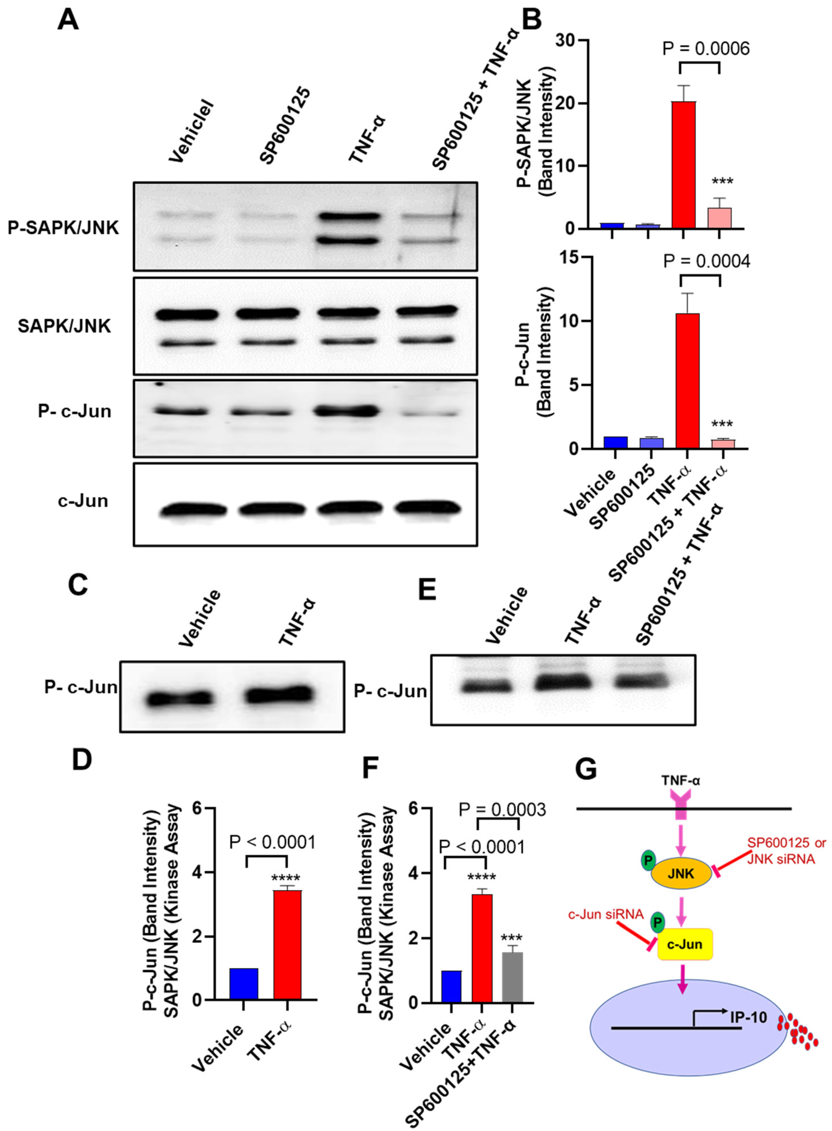 Biomolecules 11 01355 g005