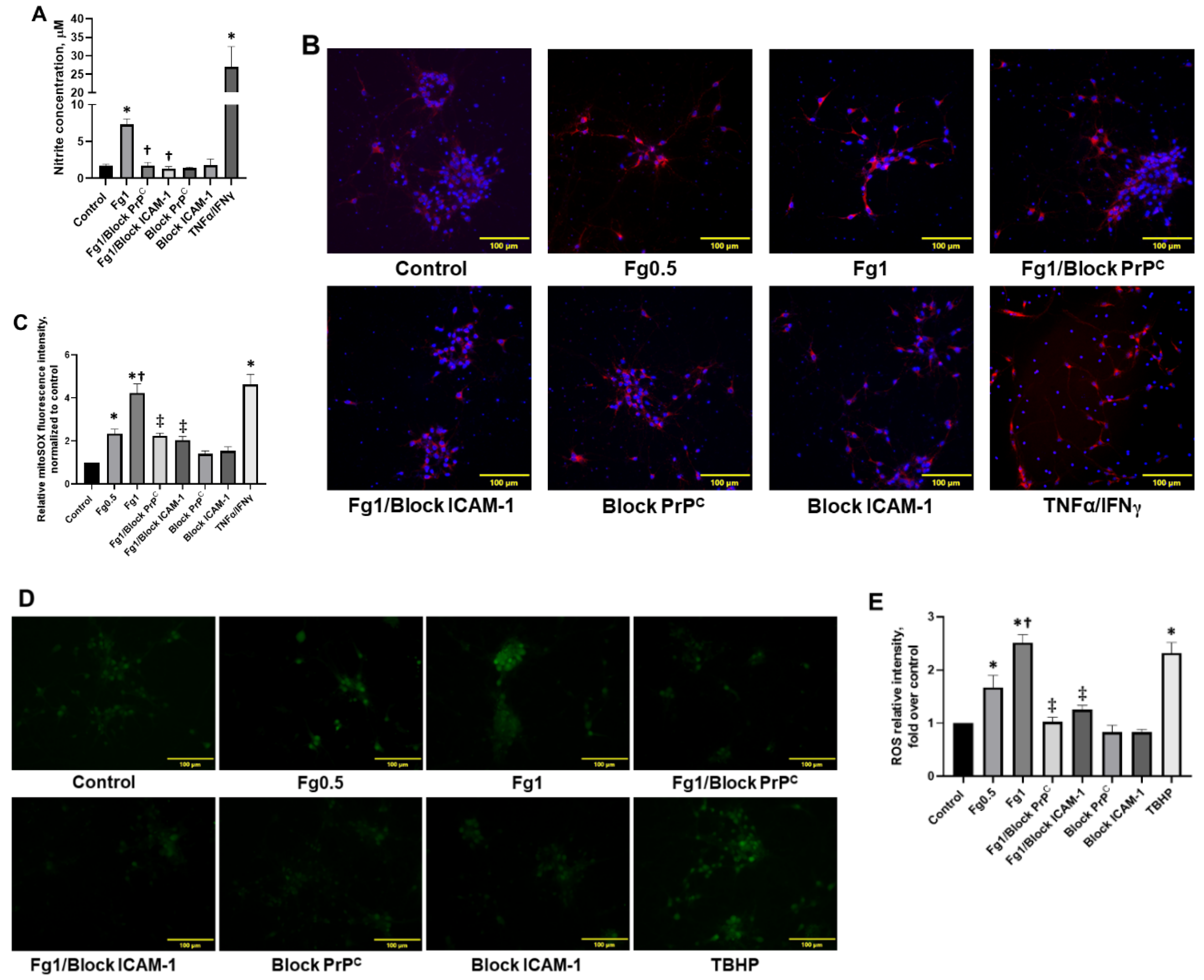 Biomolecules 11 01381 g004