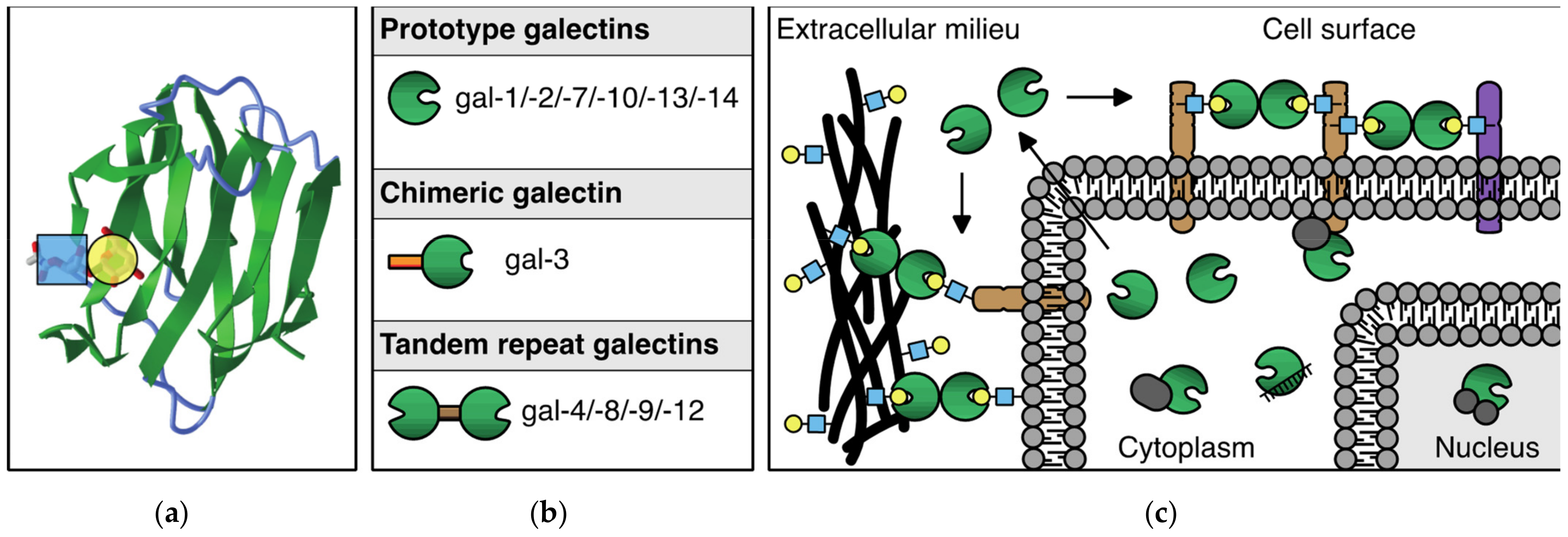 Biomolecules 11 01386 g001