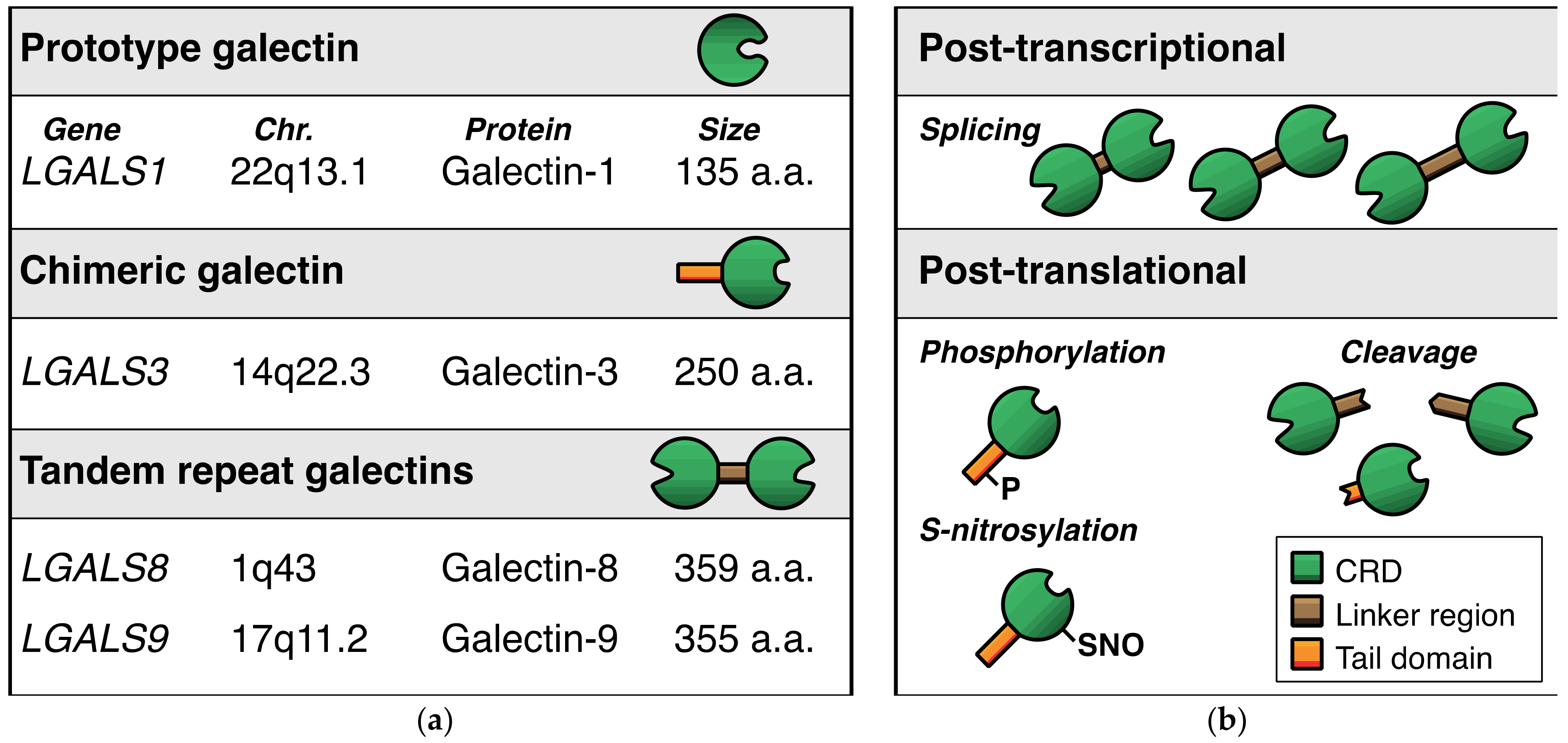 Biomolecules 11 01386 g002
