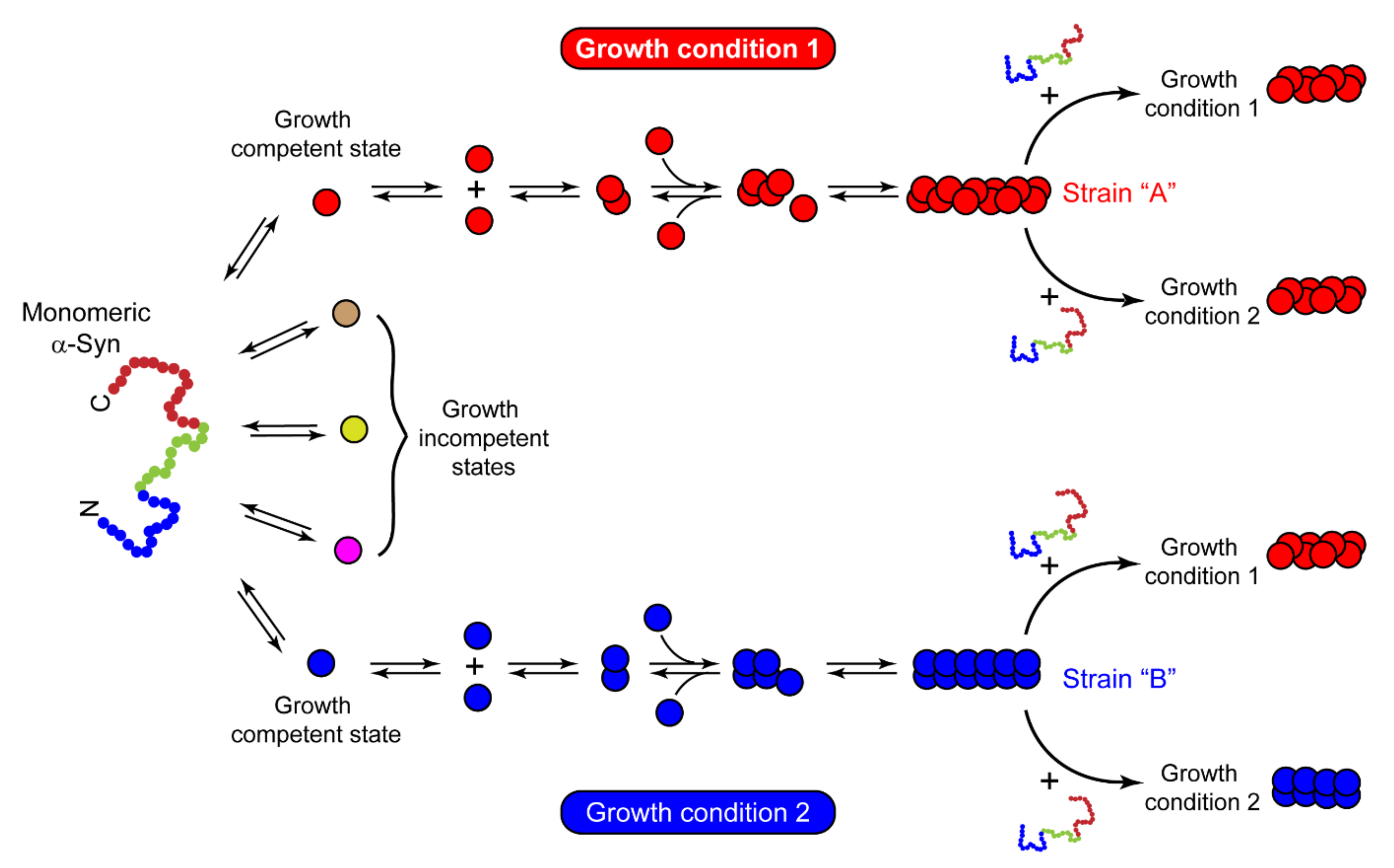 Biomolecules 11 01419 g003