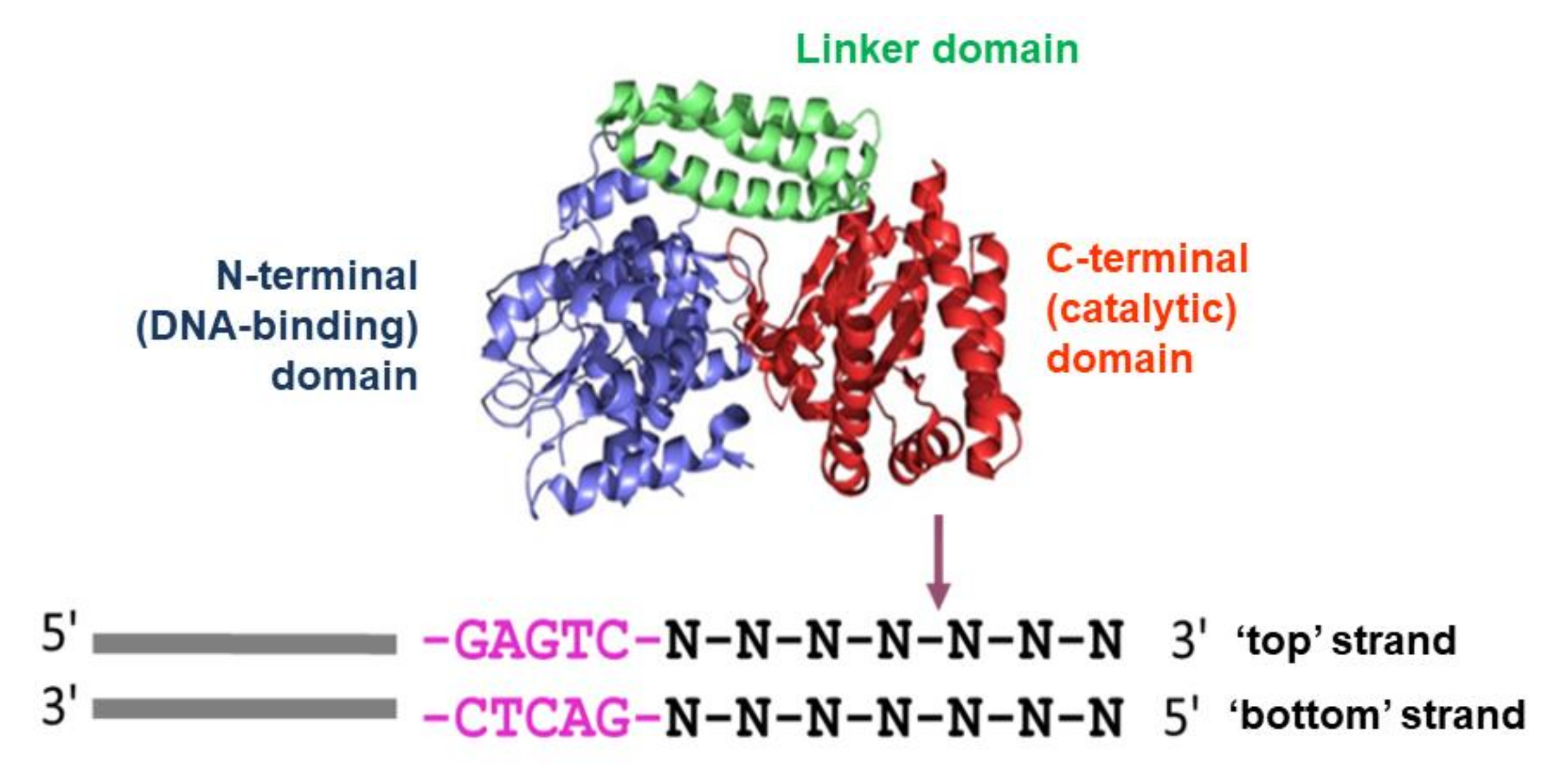 Biomolecules 11 01420 g001 Biomolecules 11 01420 g001