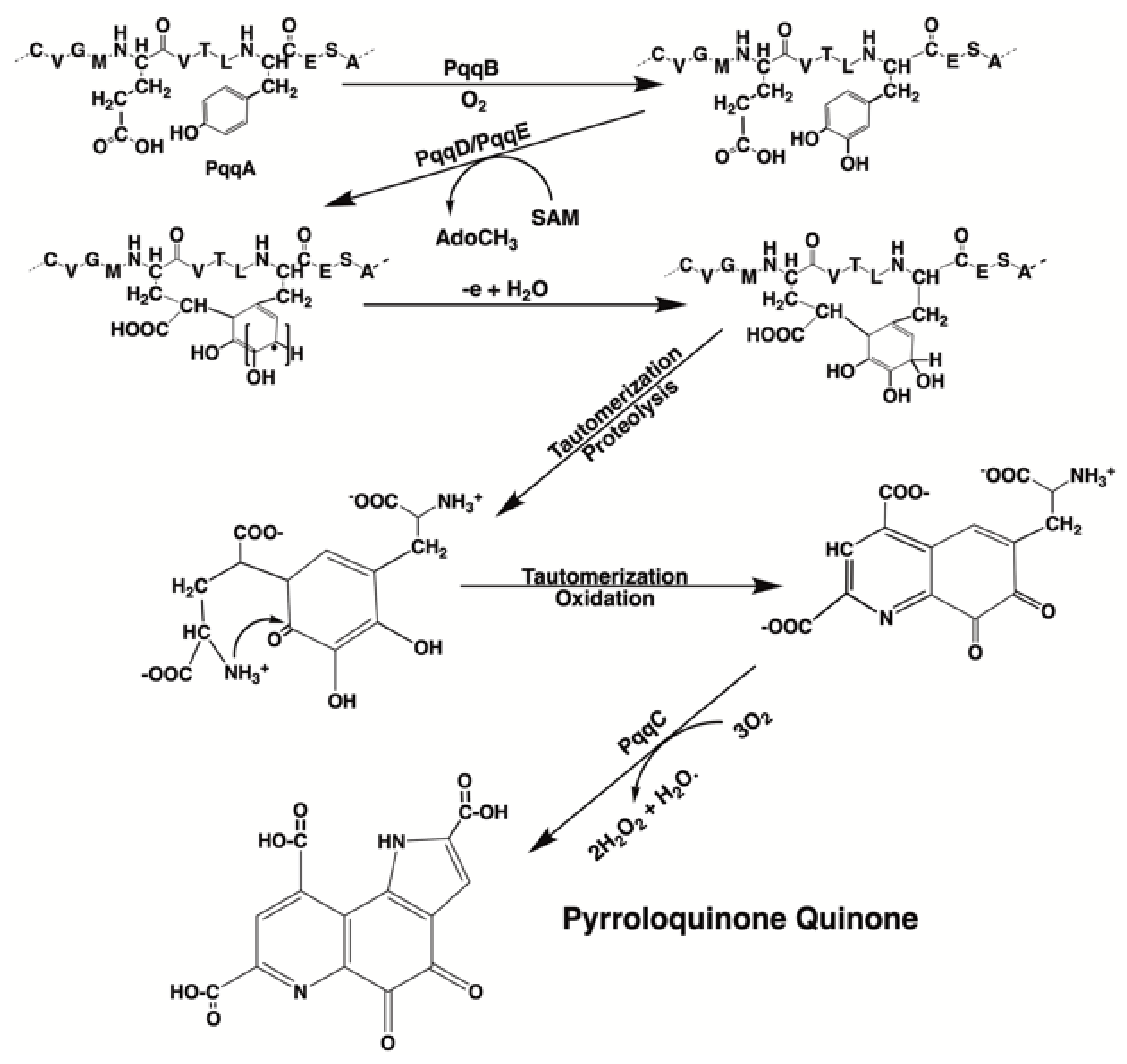Biomolecules 11 01441 g003