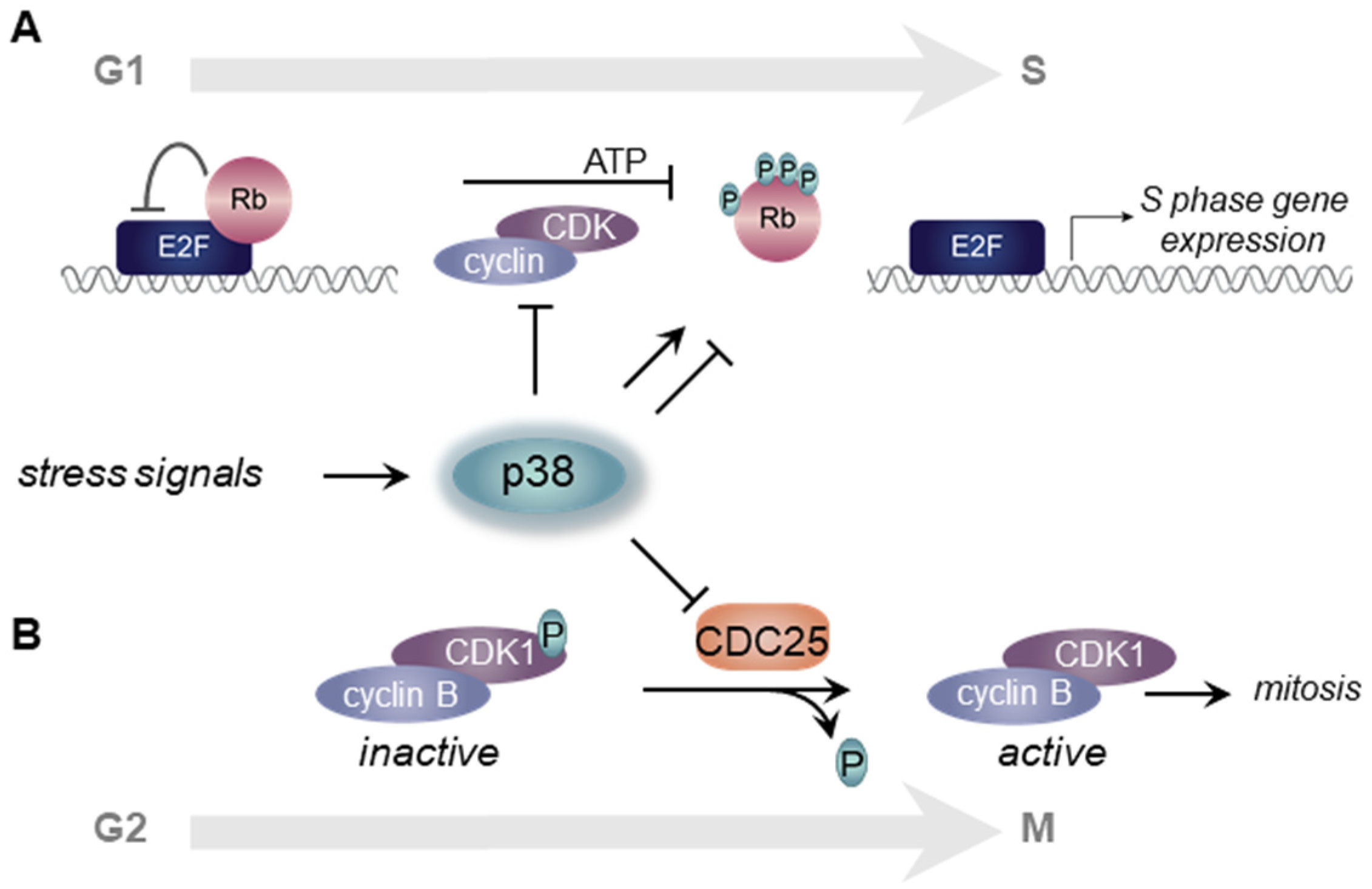 Biomolecules 11 01444 g002