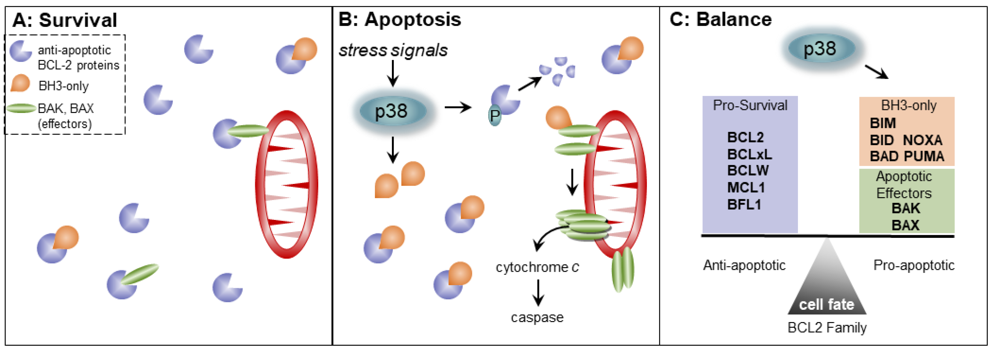 Biomolecules 11 01444 g003