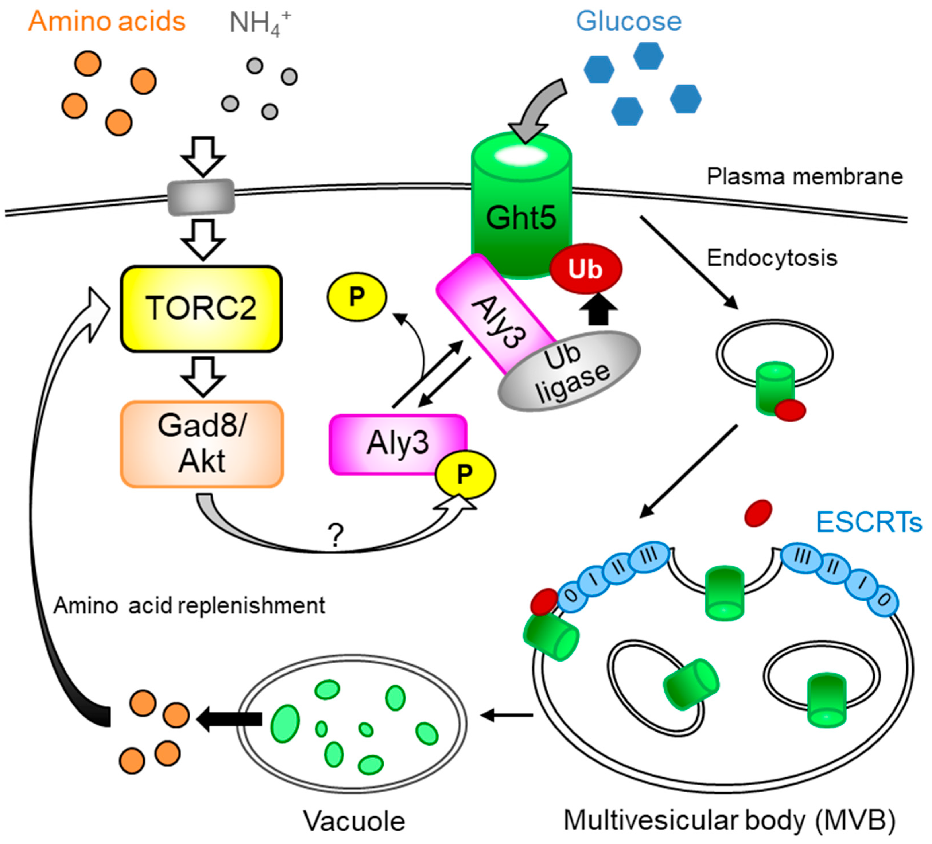Biomolecules 11 01465 g001