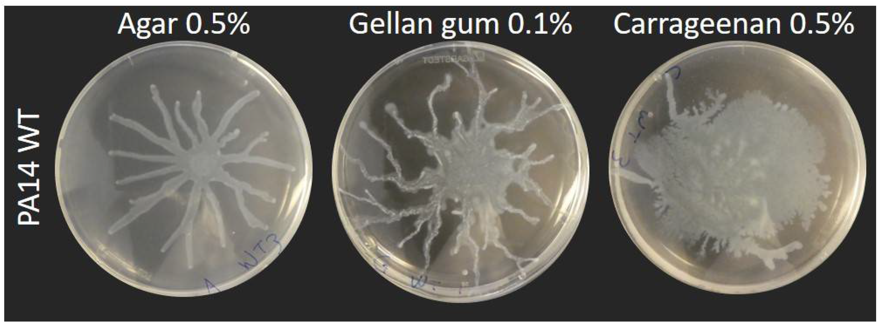 Biomolecules 11 01468 g001