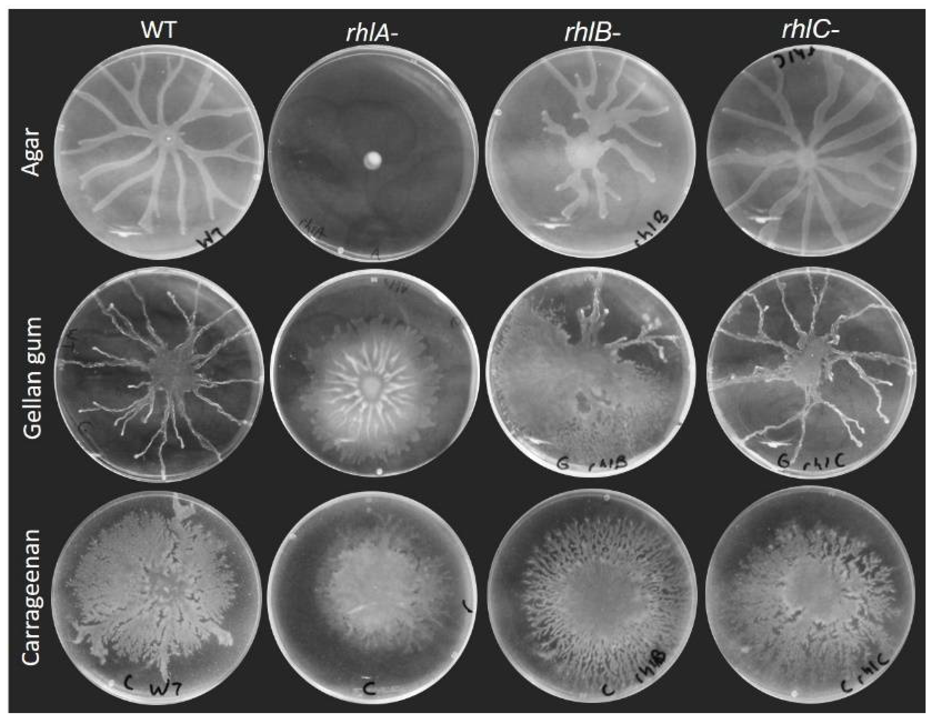 Biomolecules 11 01468 g002
