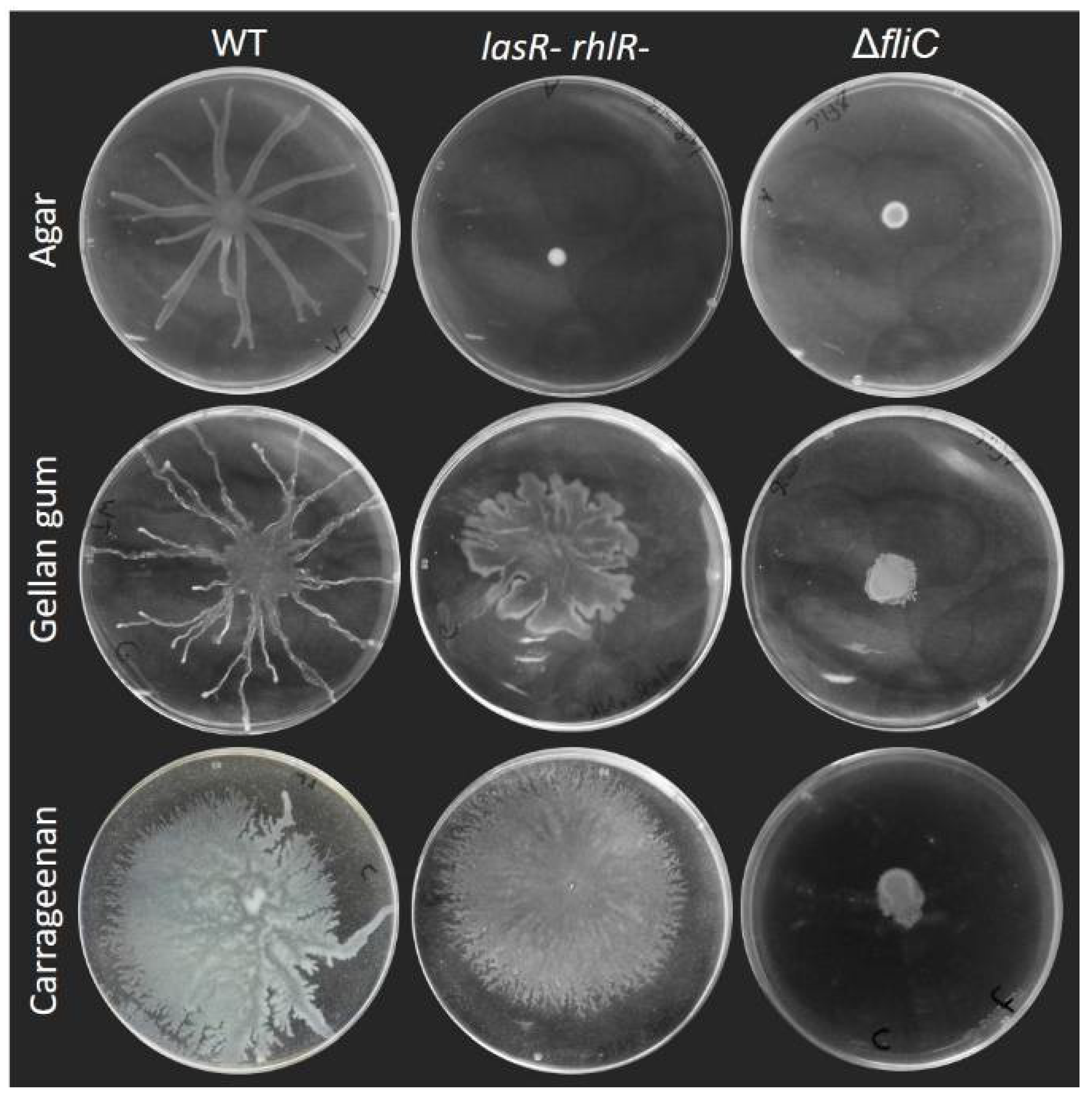 Biomolecules 11 01468 g003
