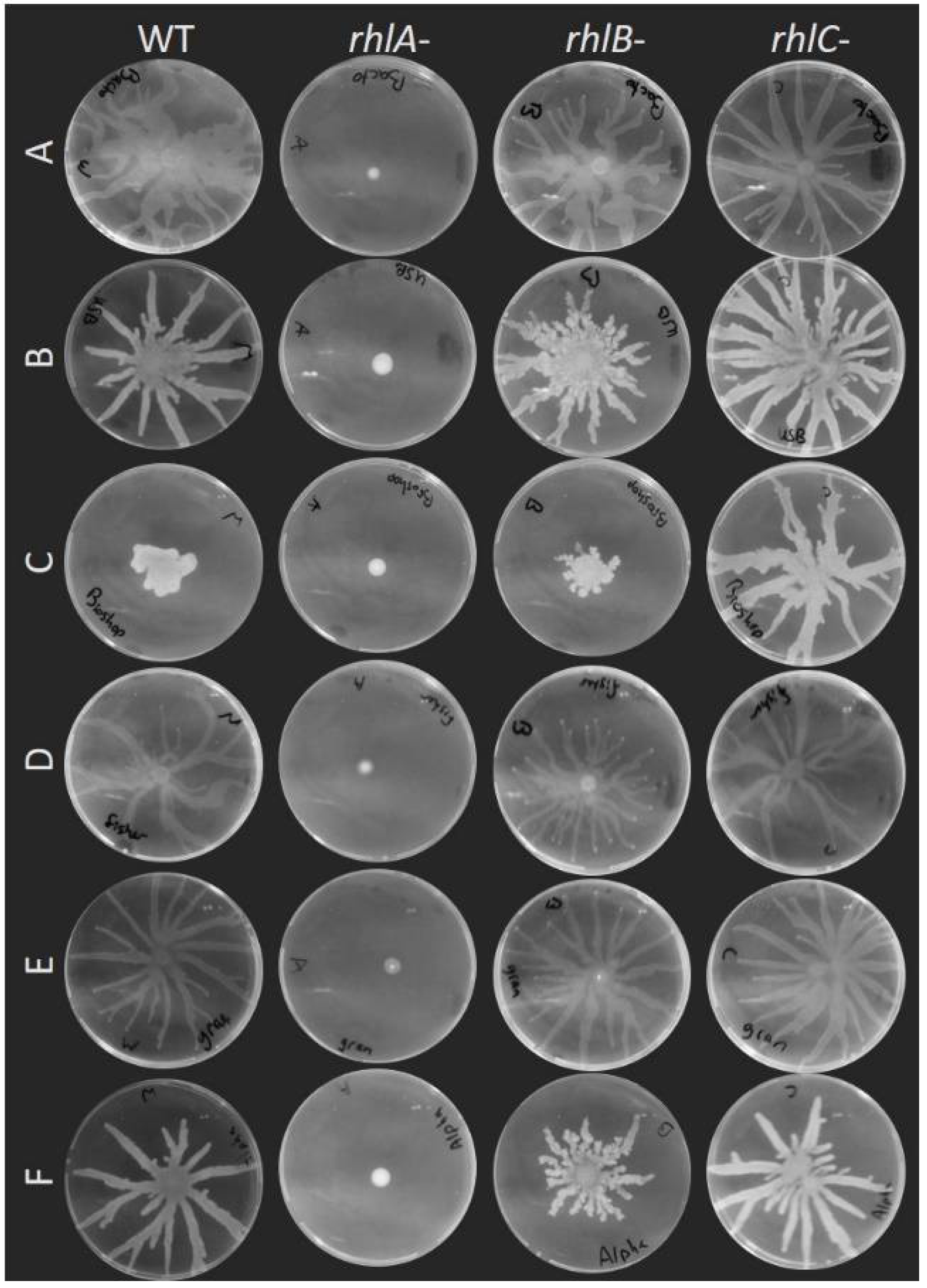 Biomolecules 11 01468 g004