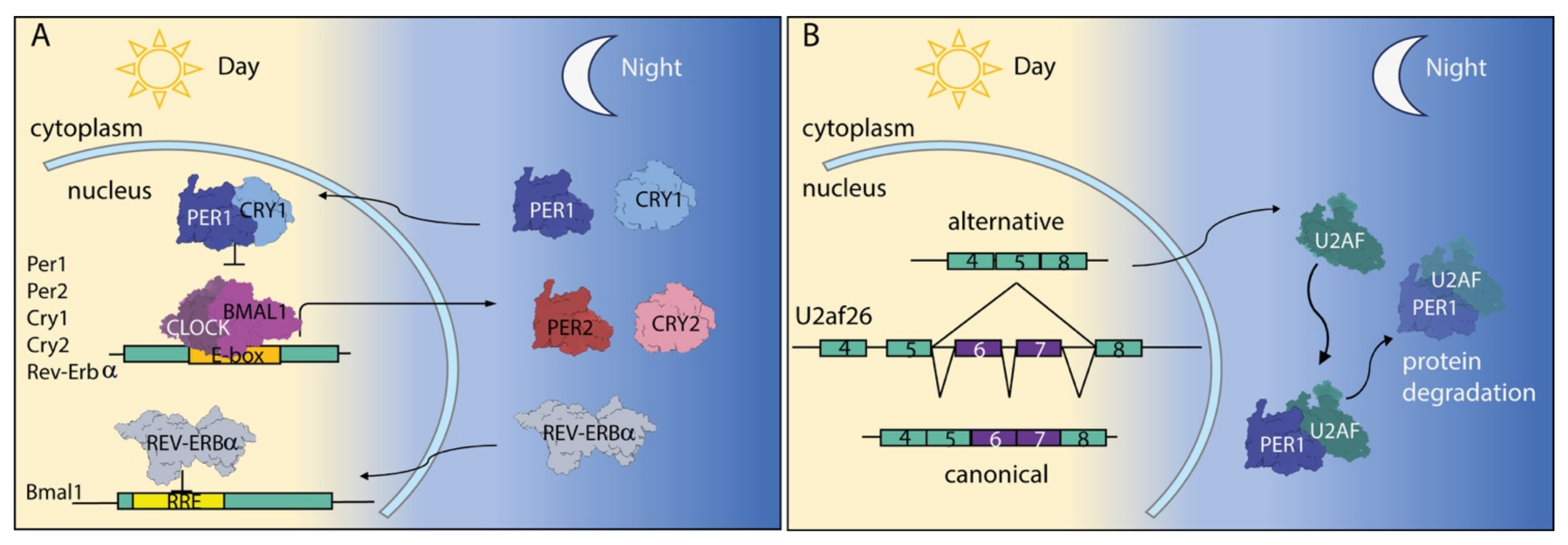 Biomolecules 11 01475 g004