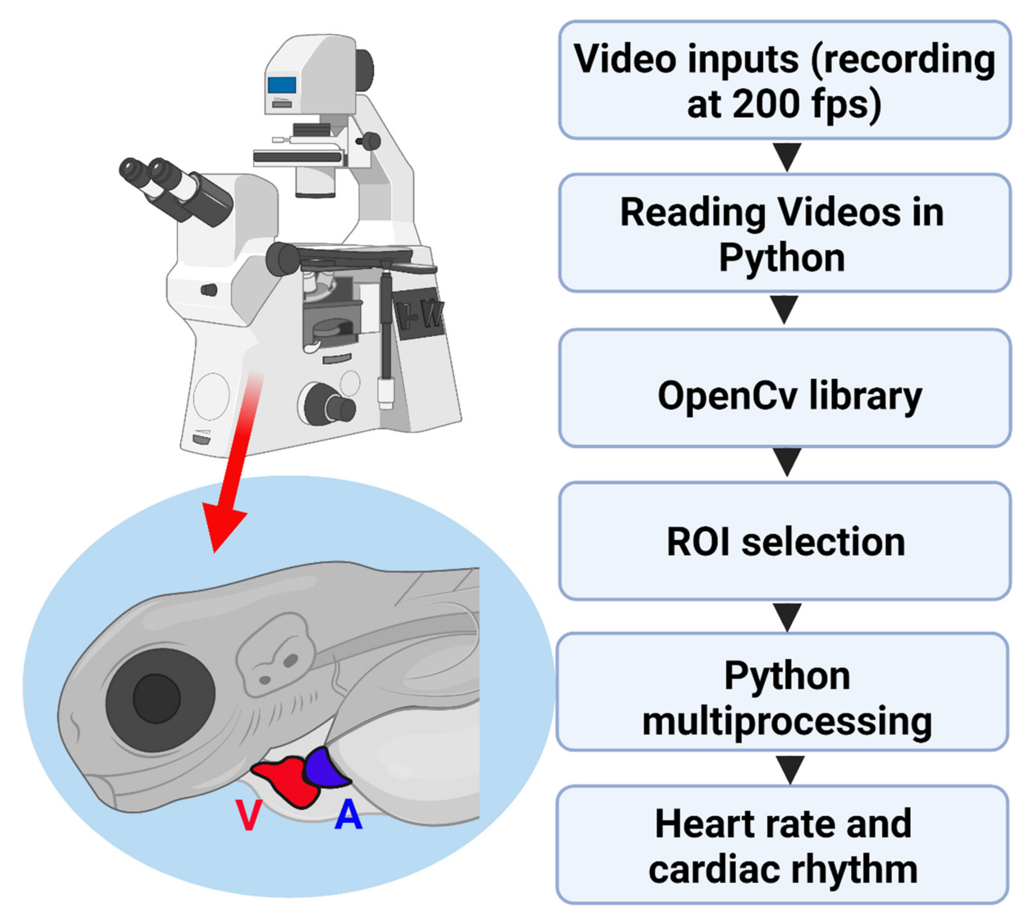 Biomolecules 11 01476 g001