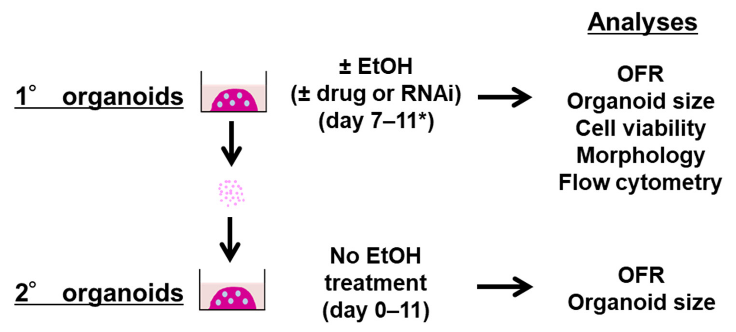 Biomolecules 11 01479 g001