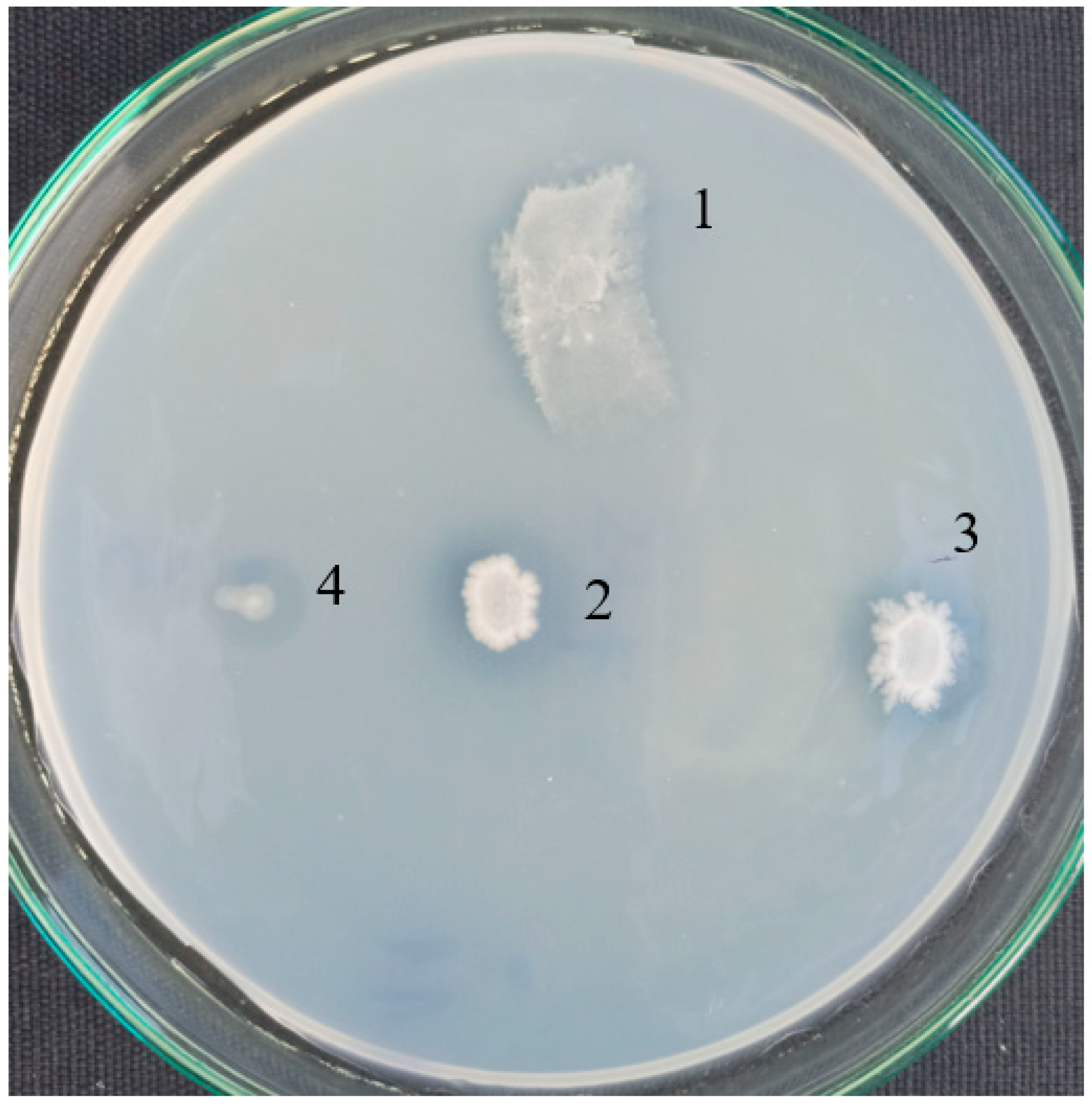 Biomolecules 11 01488 g002
