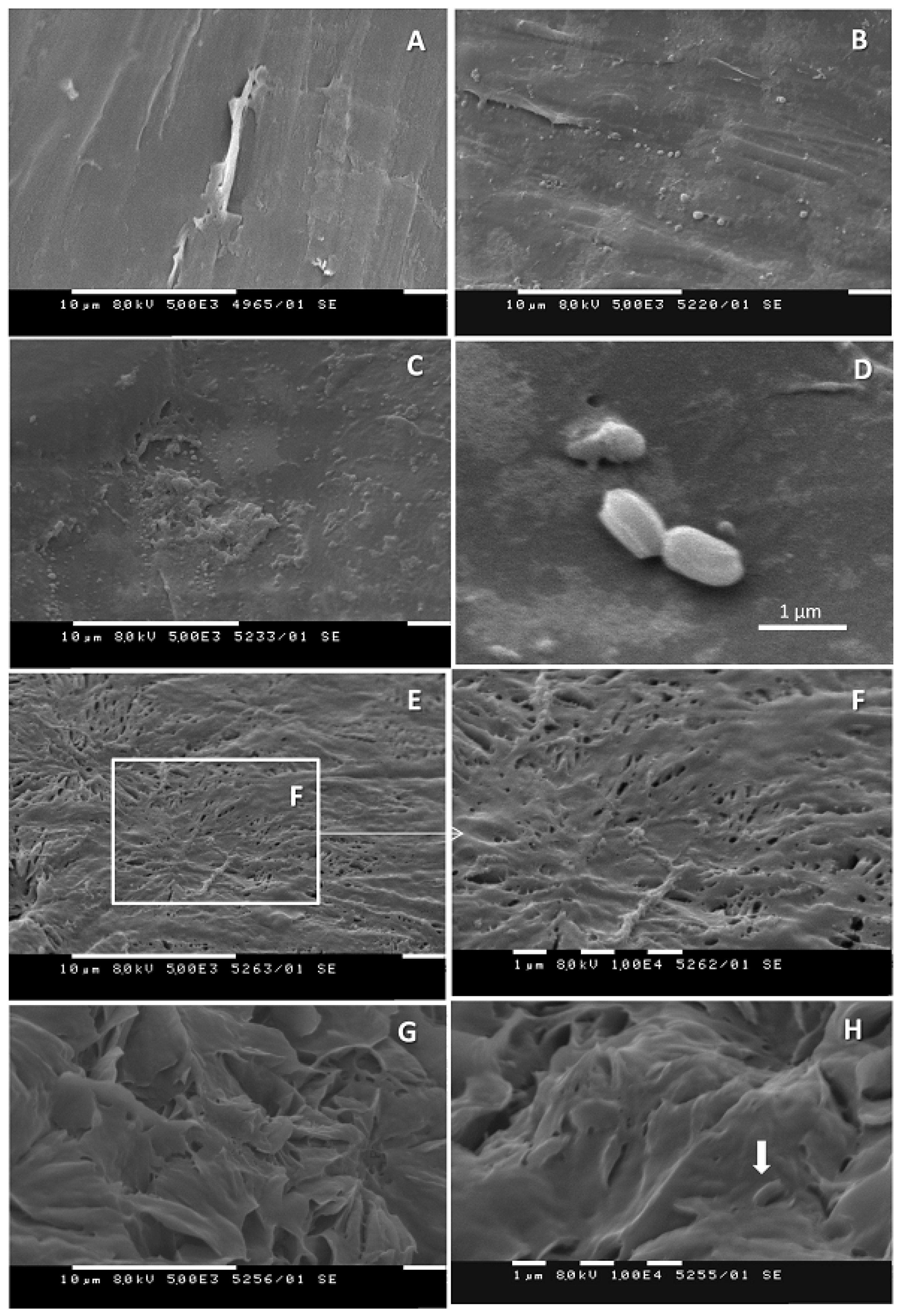 Biomolecules 11 01488 g005