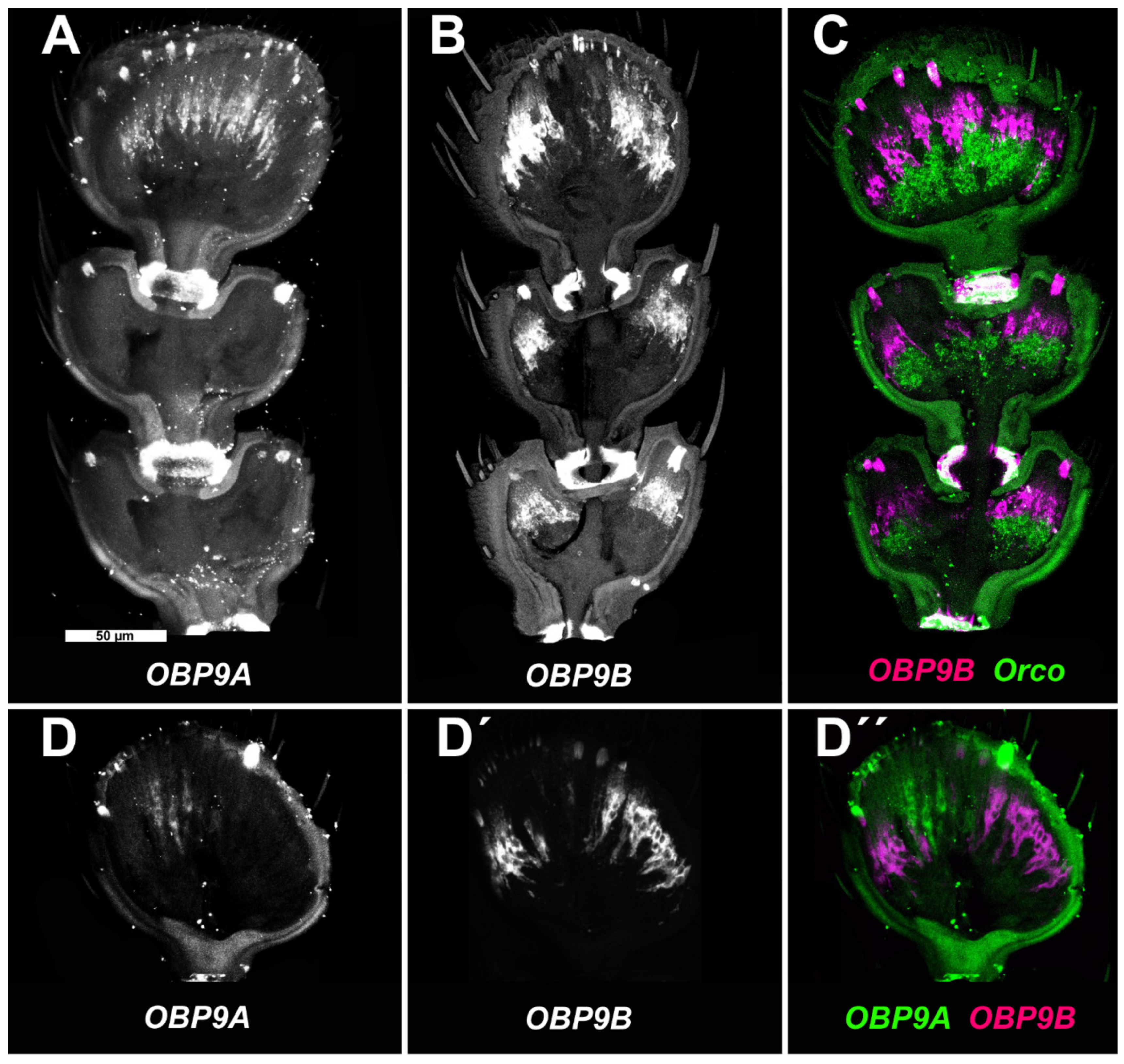 Biomolecules 11 01502 g002