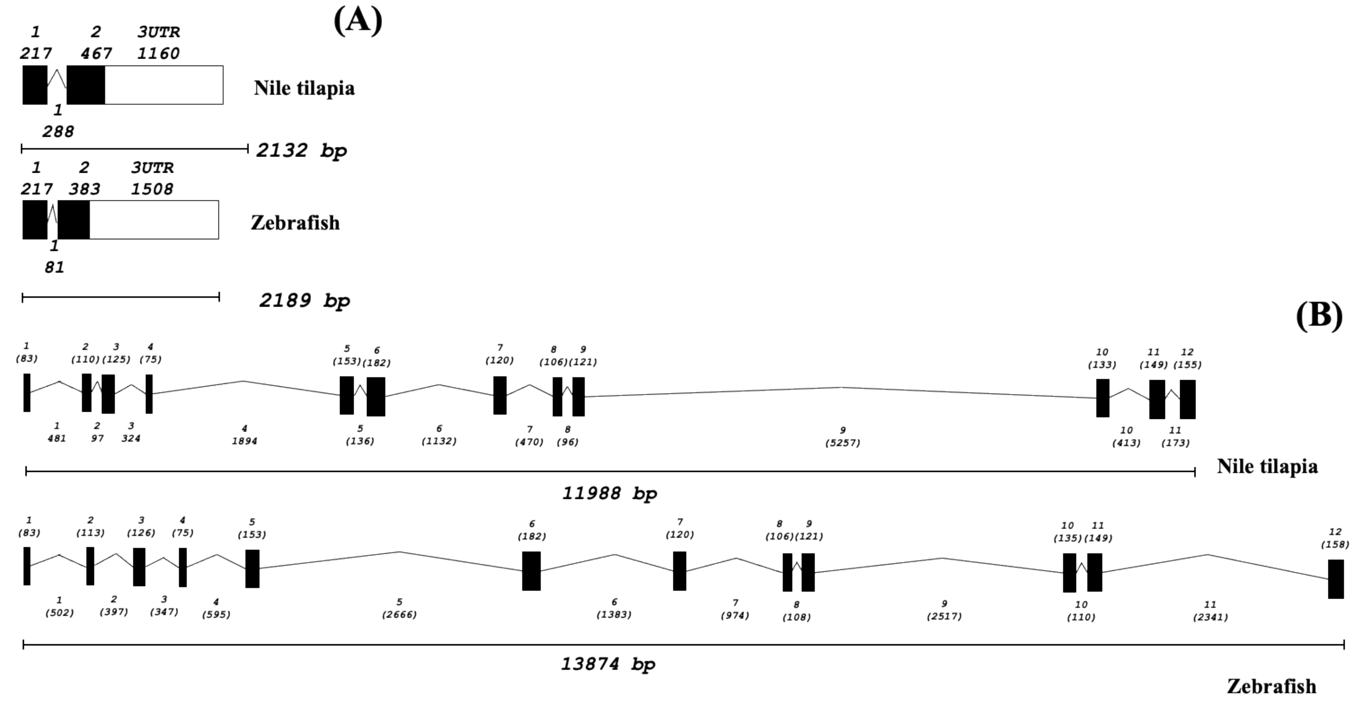 Biomolecules 11 01509 g004
