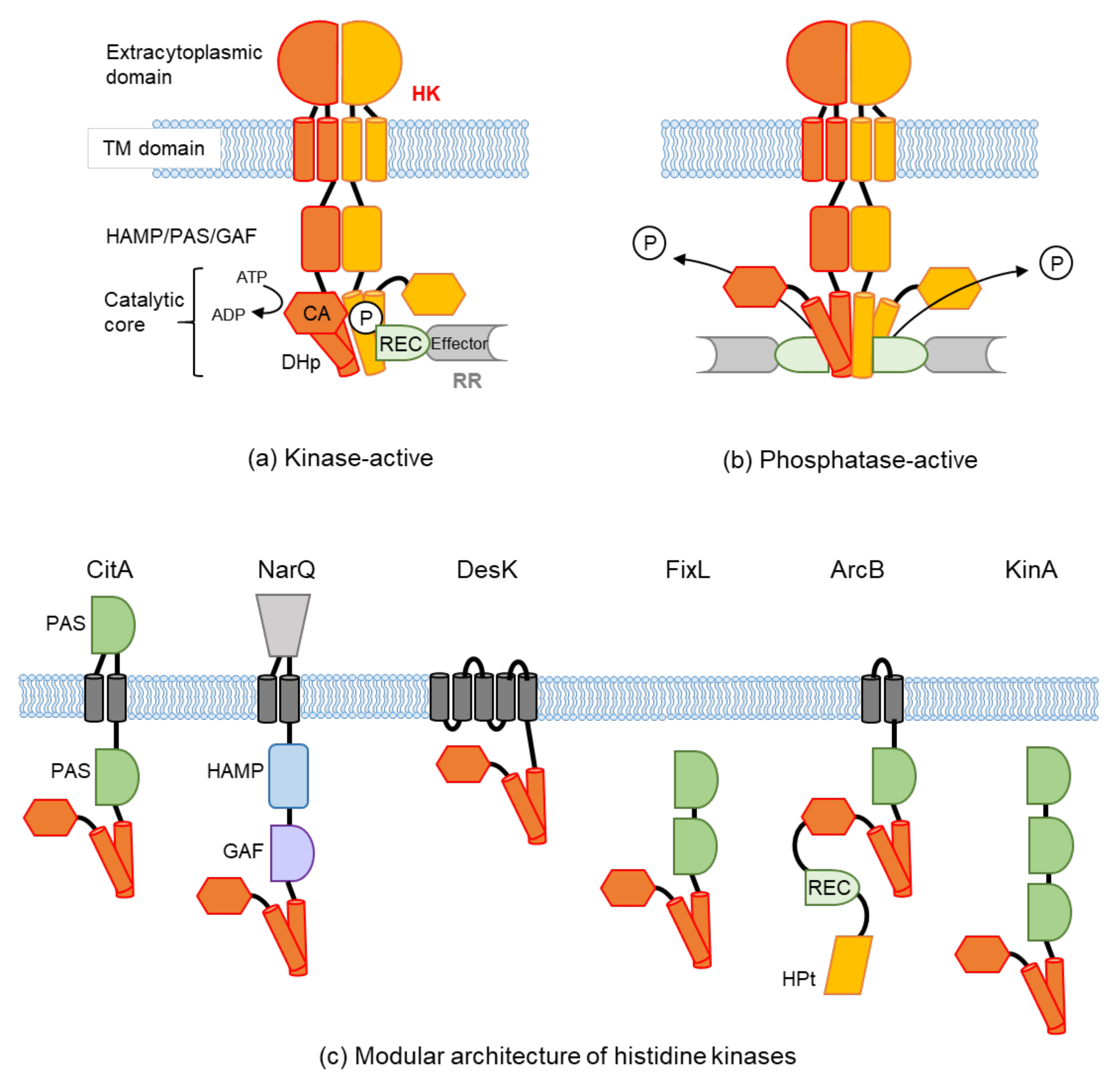 Biomolecules 11 01524 g001 Biomolecules 11 01524 g001