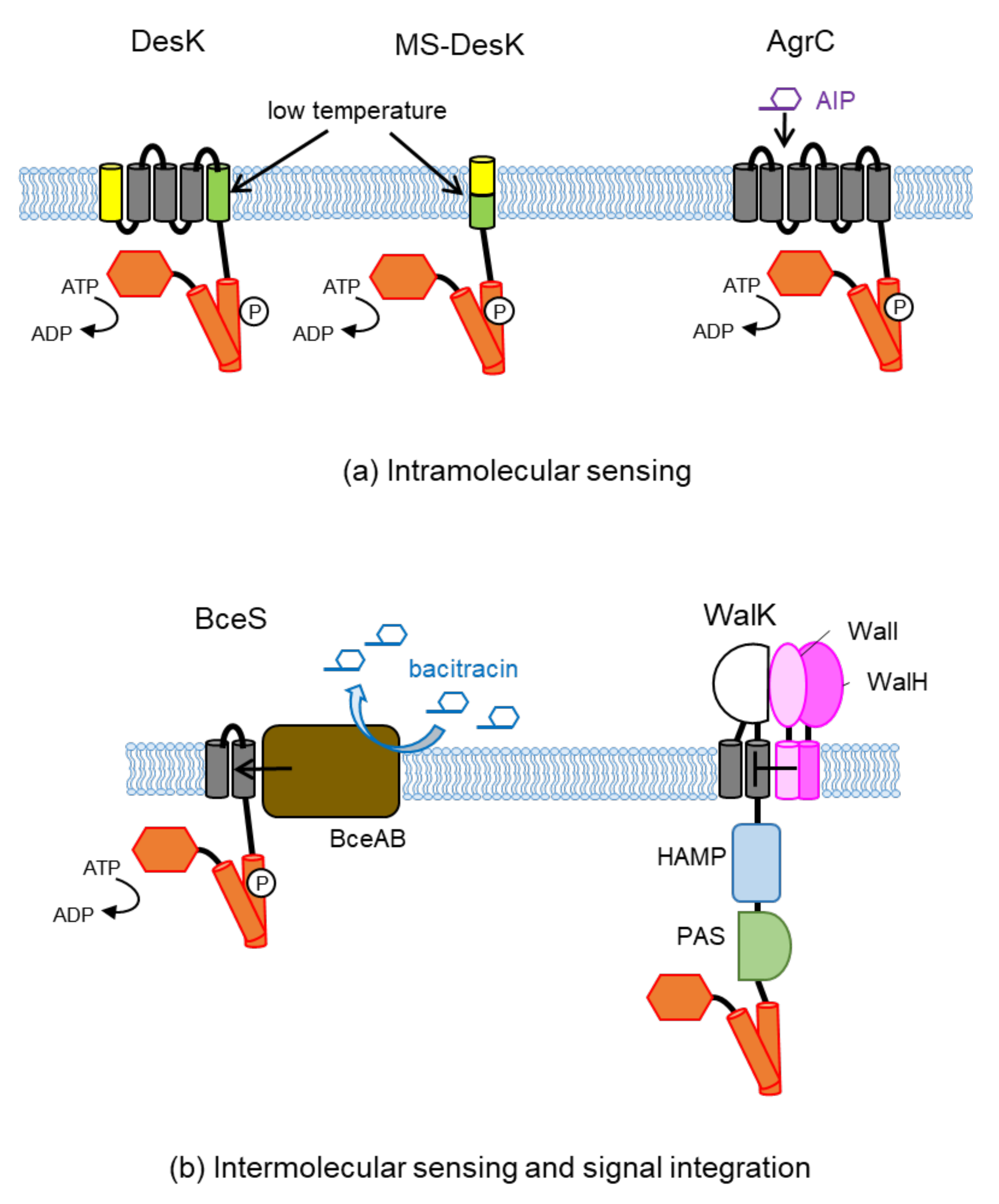 Biomolecules 11 01524 g003 Biomolecules 11 01524 g003